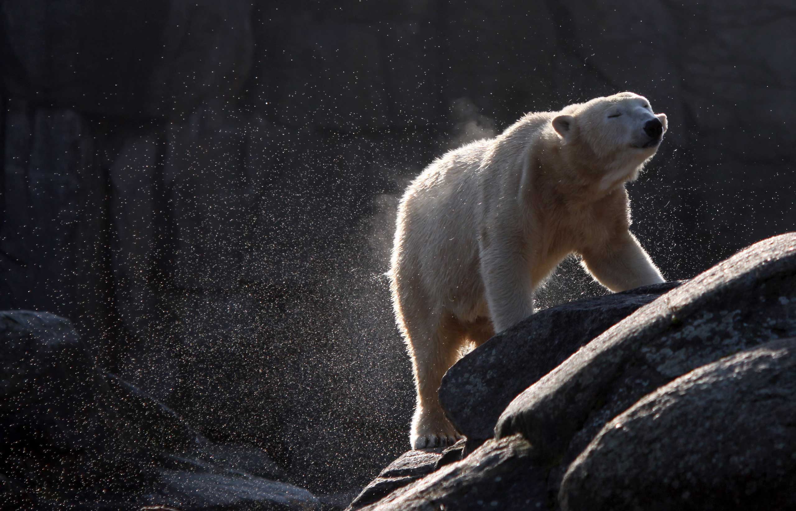 Polar bear Tosca,the mother of the zoo's famous four-year-old polar bear Knut, shakes off water at Berlin Zoo in 2011. (Kay Nietfield—EPA)