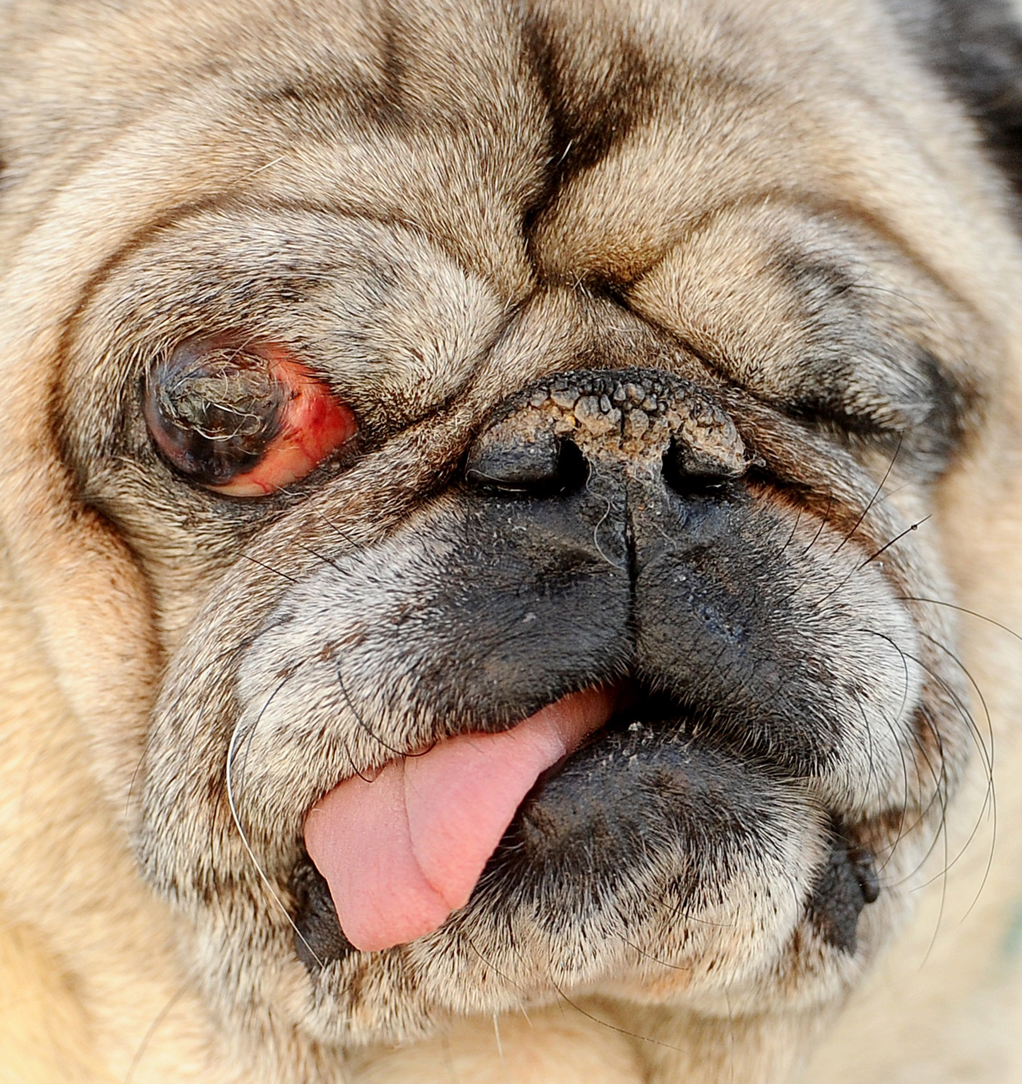 Hercules, a blind one-eyed 15-year-old pug, competes in the 2011 World's Ugliest Dog Contest on Friday, June 24, 2011, in Petaluma, Calif.