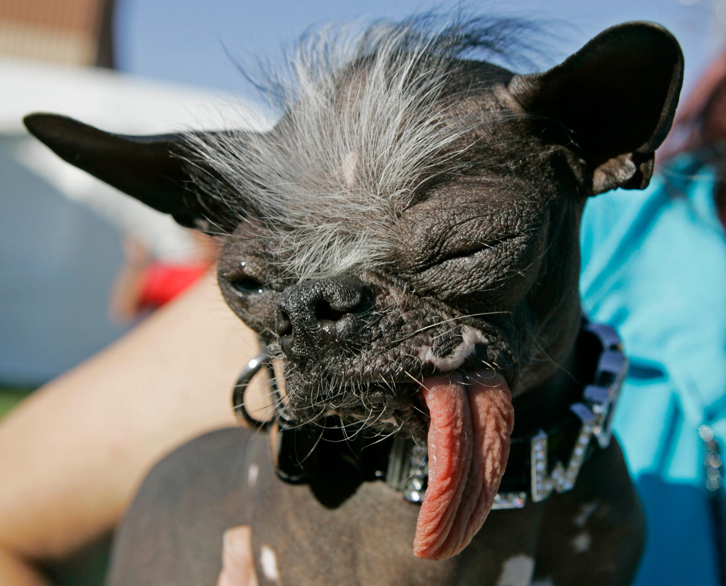 ugly dog competition
