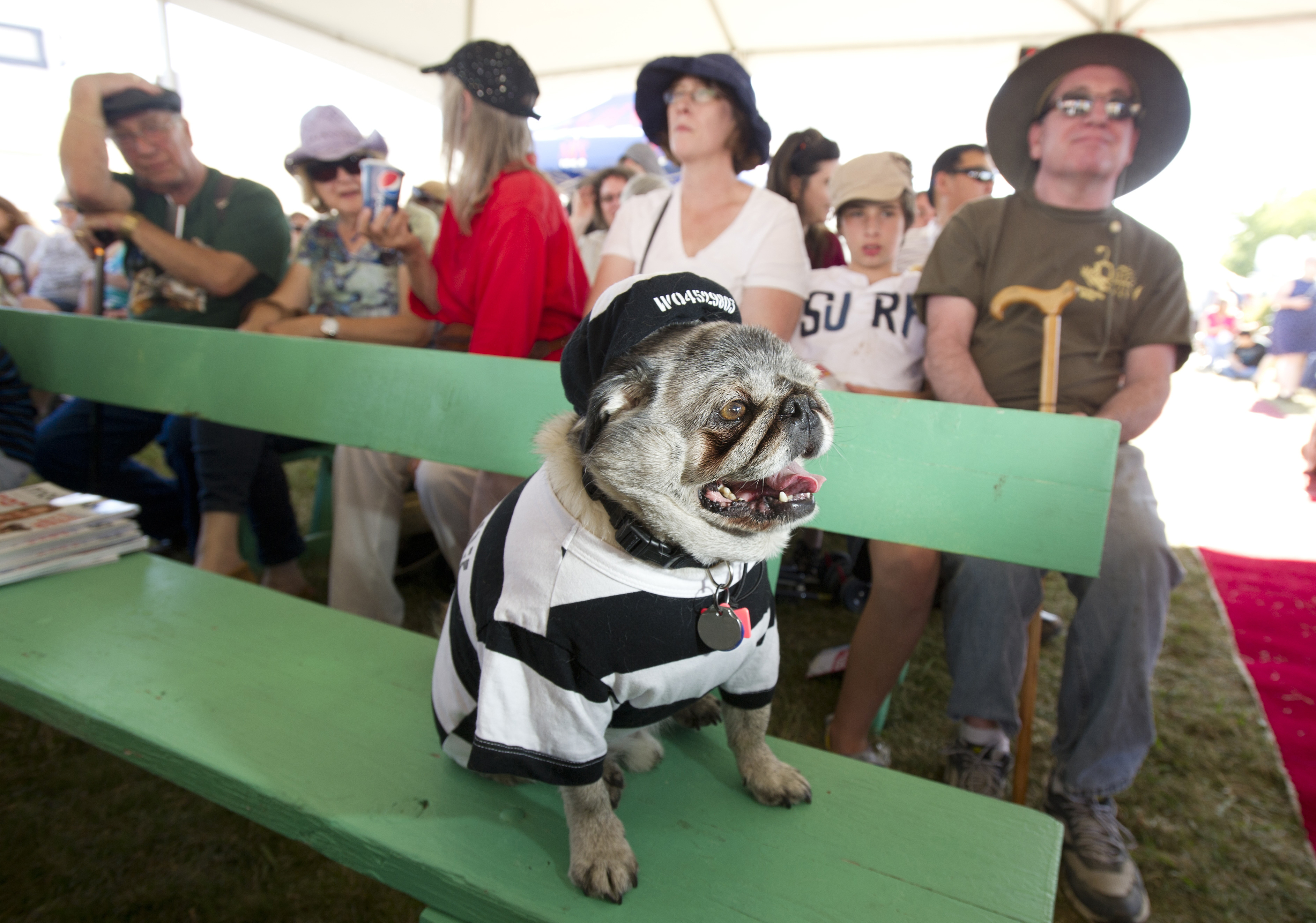 In this June 21, 2013 file photo, Grovie, a 10-year-old pug, waits to compete in the 25th annual World's Ugliest Dog Contest at the Sonoma-Marin Fair in Petaluma, Calif.