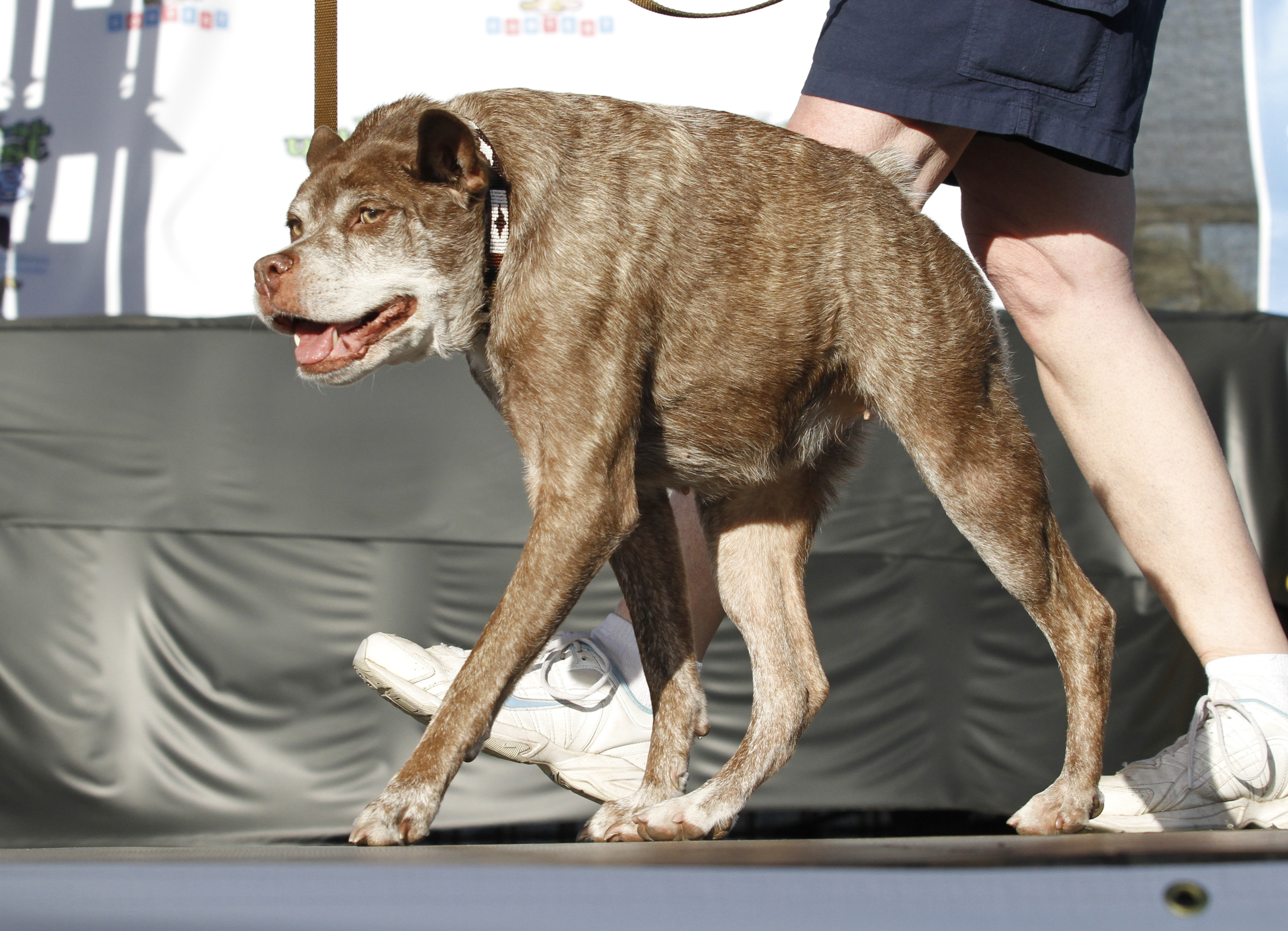 In this Friday, June 20, 2014 file photo, Quasi Modo, an eight-year-old mixed breed from Florida, walks across the stage during the World's Ugliest Dog Contest, at the Sonoma-Marin Fair in Petaluma, Calif.
