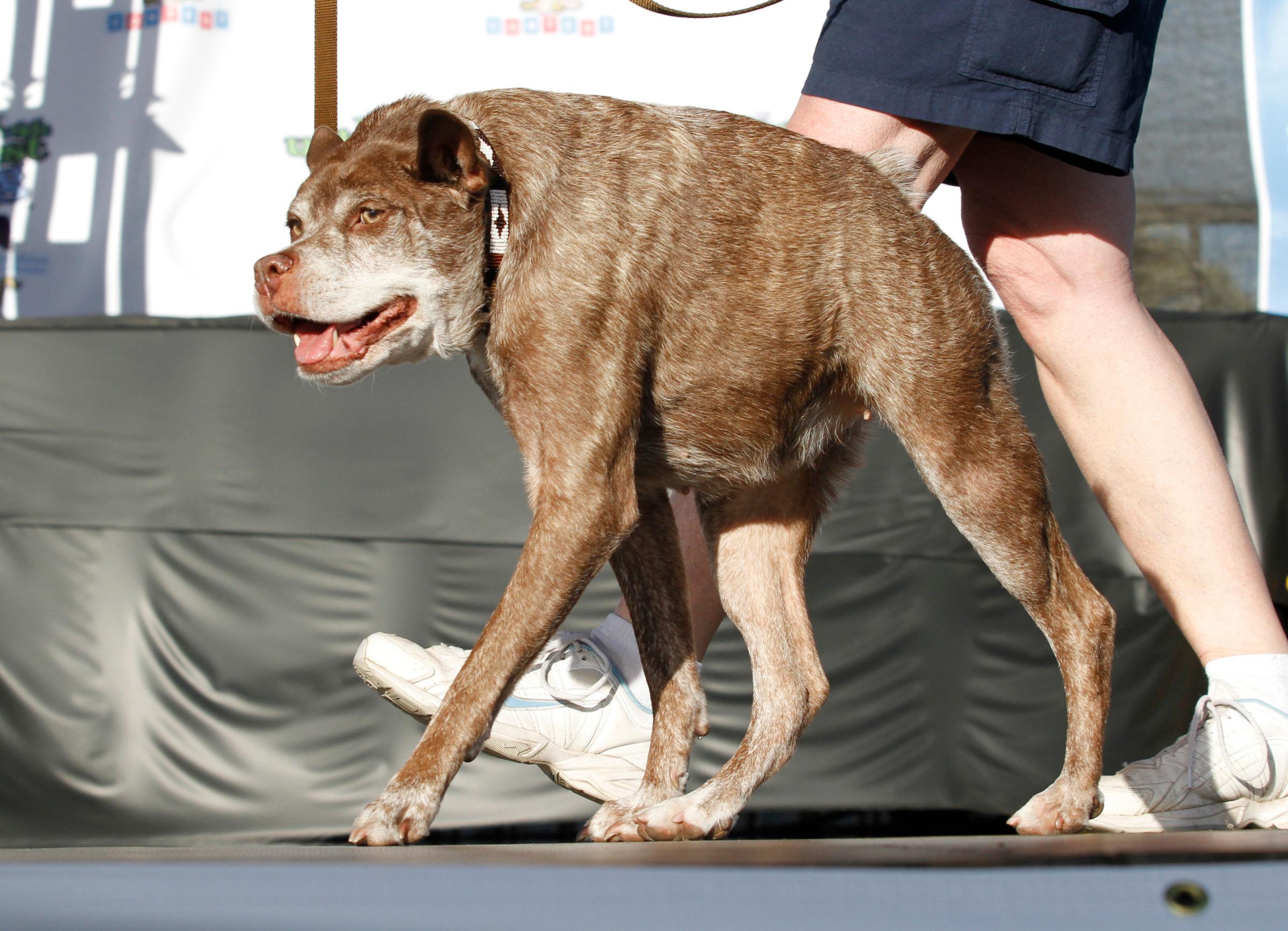 ugly dog competition