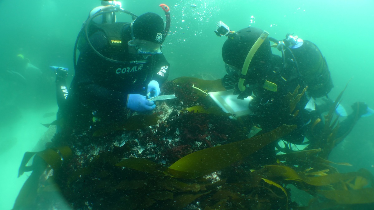 Underwater archaeology researchers on the site of the São José slave ship wreck near the Cape of Good Hope (Iziko Museums)
