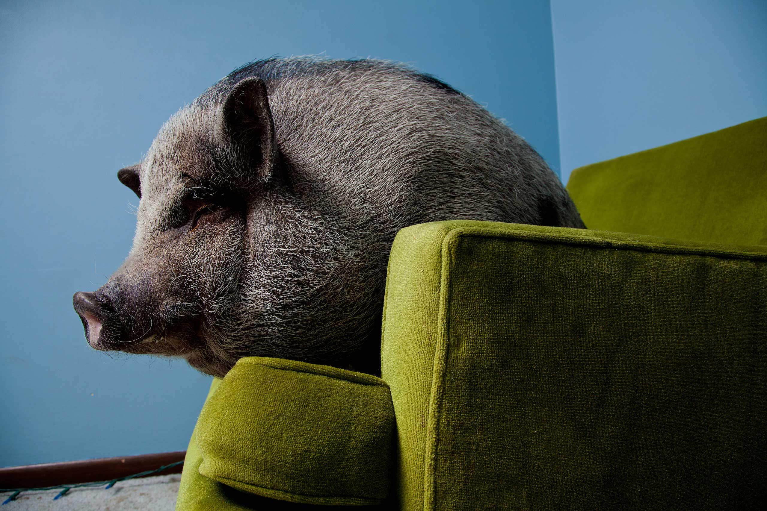 Daisy Mae, a miniature Vietnamese potbellied pig, lounges like a family member in West St. Paul, Minn.