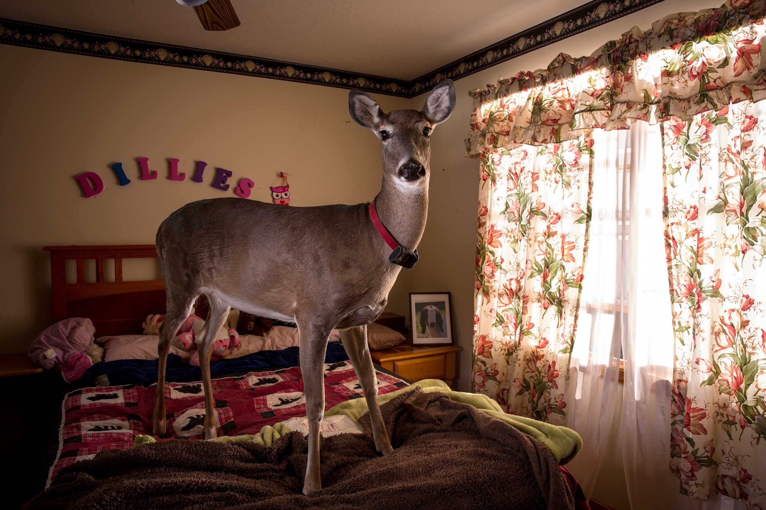 Ohio veterinarian Melanie Butera took in Dillie after the blind farm deer's mother rejected her.