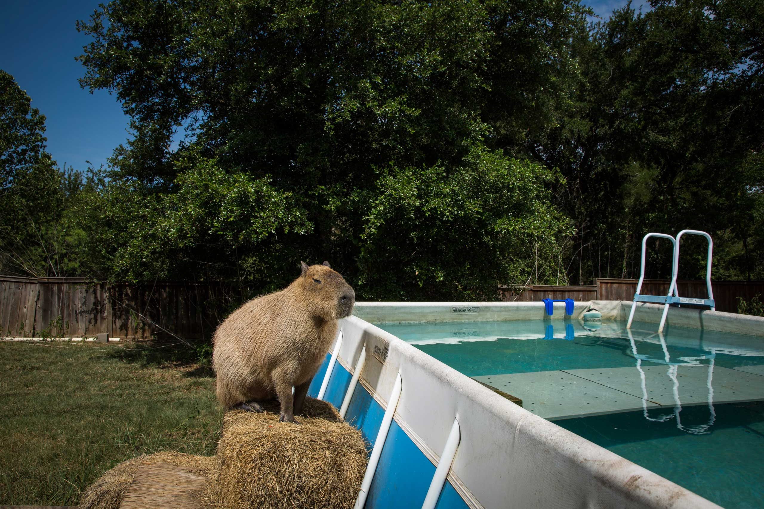 Garibaldi Rous, a 120 lb. three-year-old Capybara  before his morning swim. Texas, 2013.