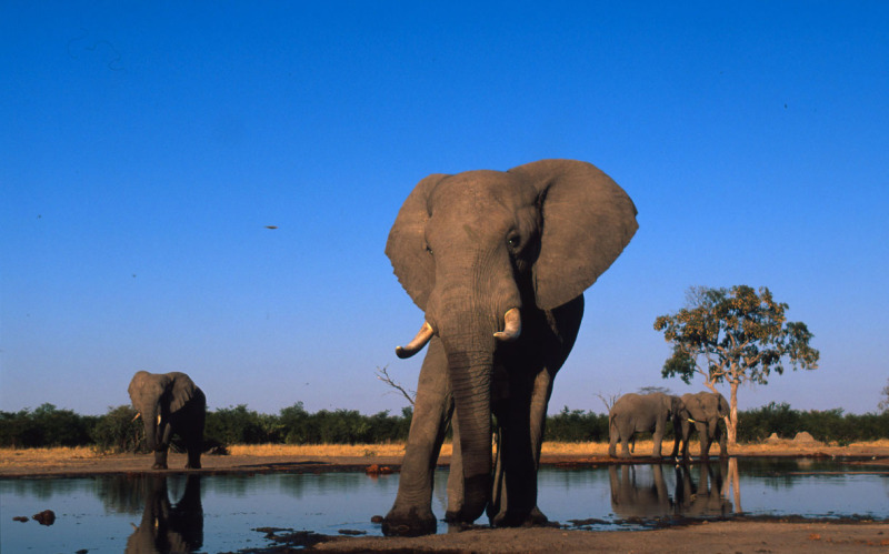 African savanna elephant (Loxodonta africana africana)