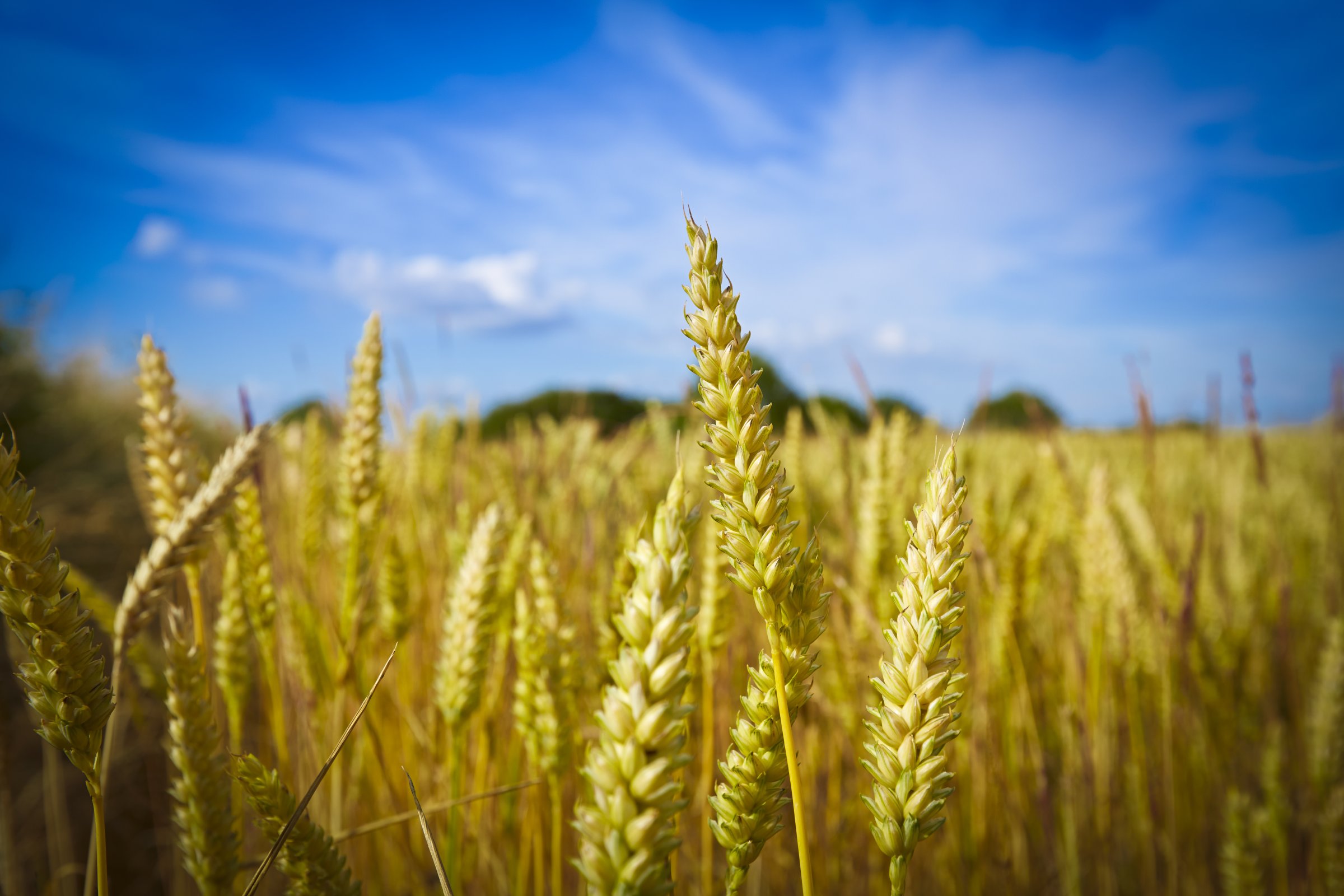 wheat stalks grain