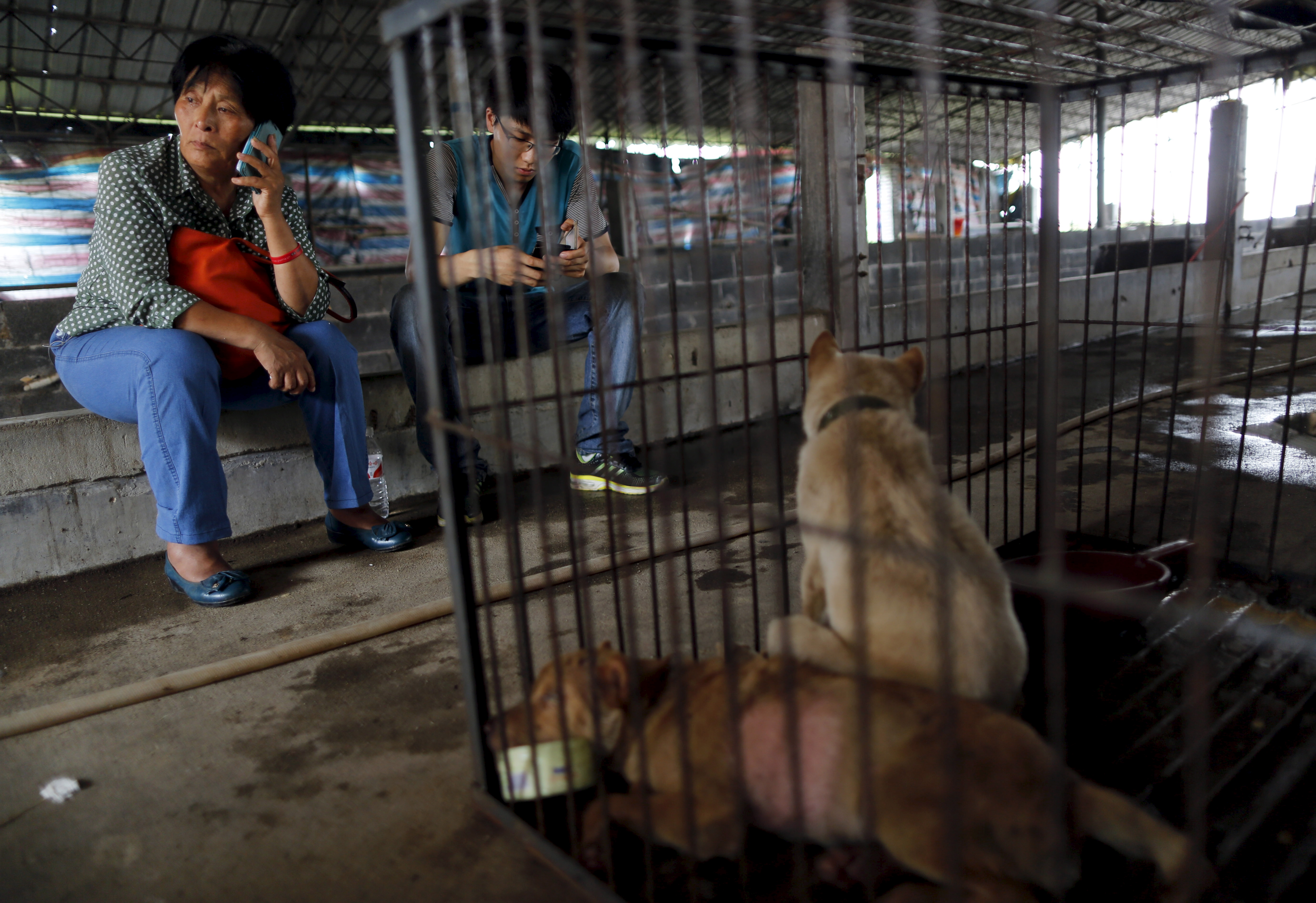 China: Woman Pays $1,000 to Save 100 Dogs at Yulin Dog-Meat Festival | Time