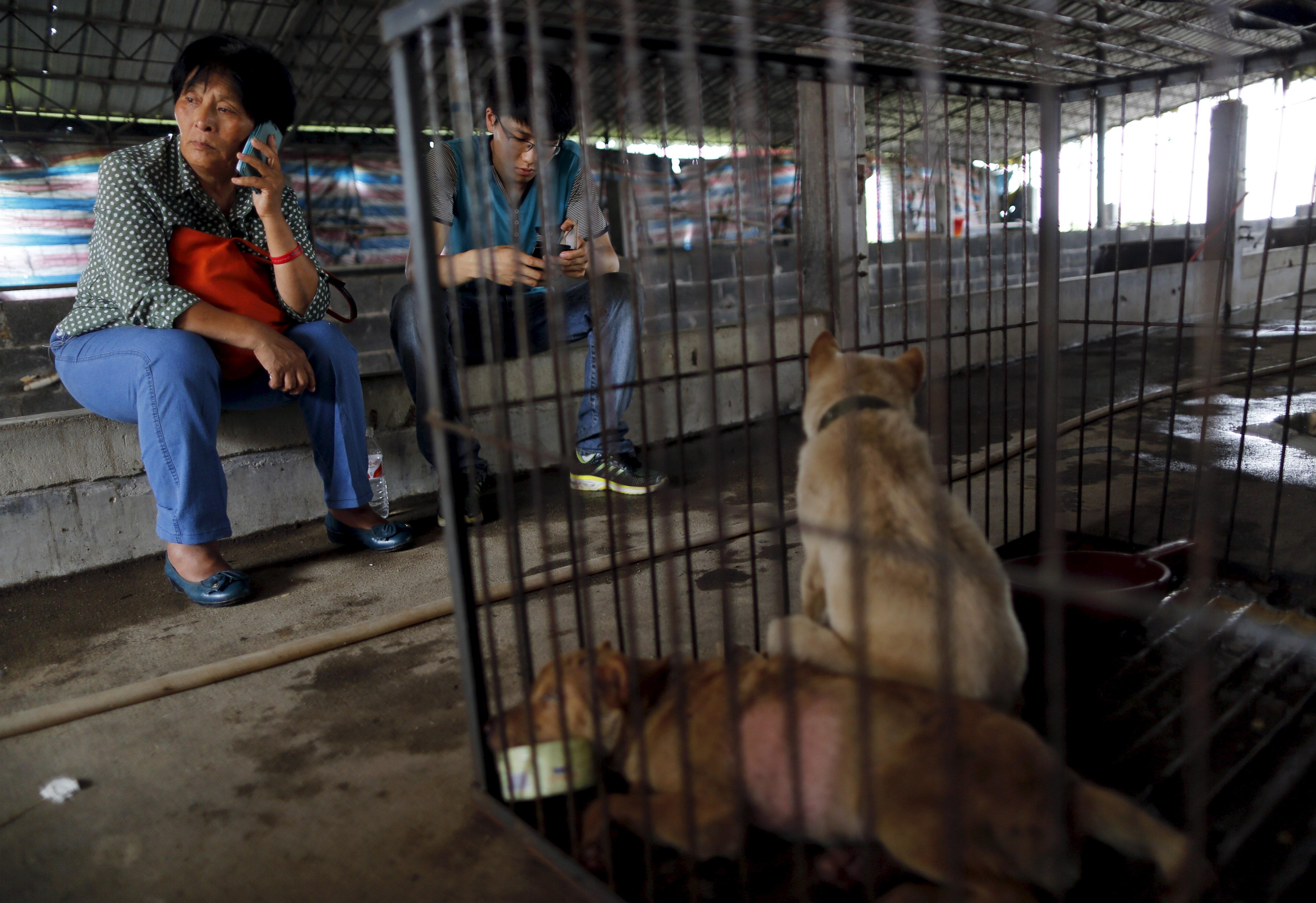 Left: Animal lover Yang Xiaoyun uses a mobile phone next to a cage conatining dogs that she bought from dog vendors to rescue them from dog meat dealers at a temporary shelter ahead of a local dog meat festival in Yulin, Guangxi Province, June 21, 2015.