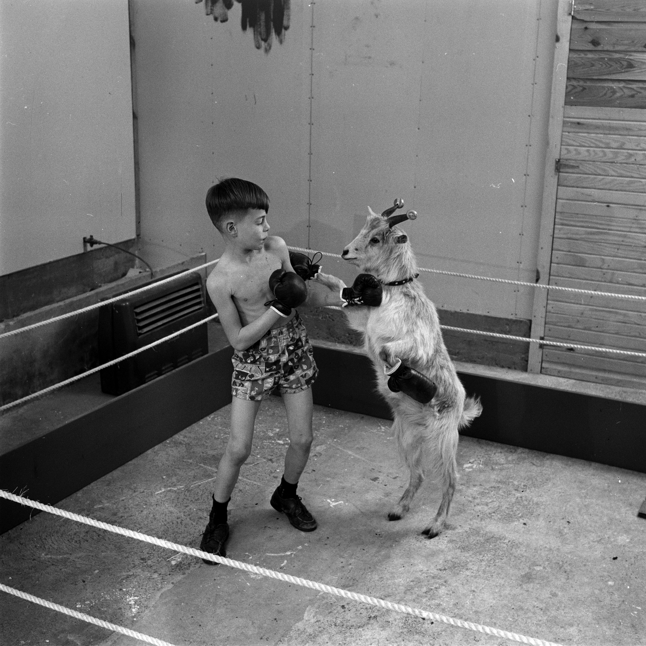 A goat trained to box with a young boy.