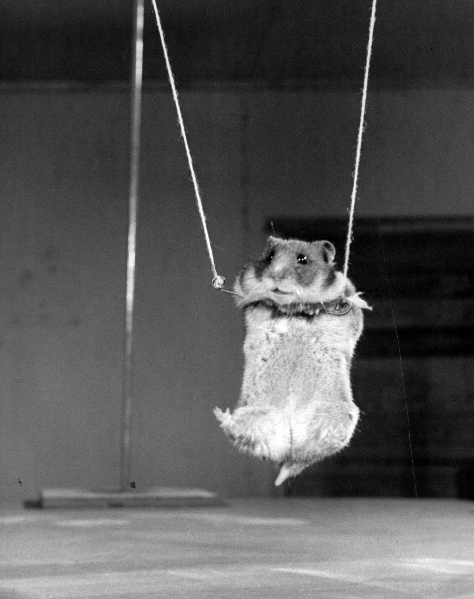 Dangling safely, just above the floor of the cage, the hamster prepares to drop from the trapeze and collect his reward, a food pellet placed in the cage.