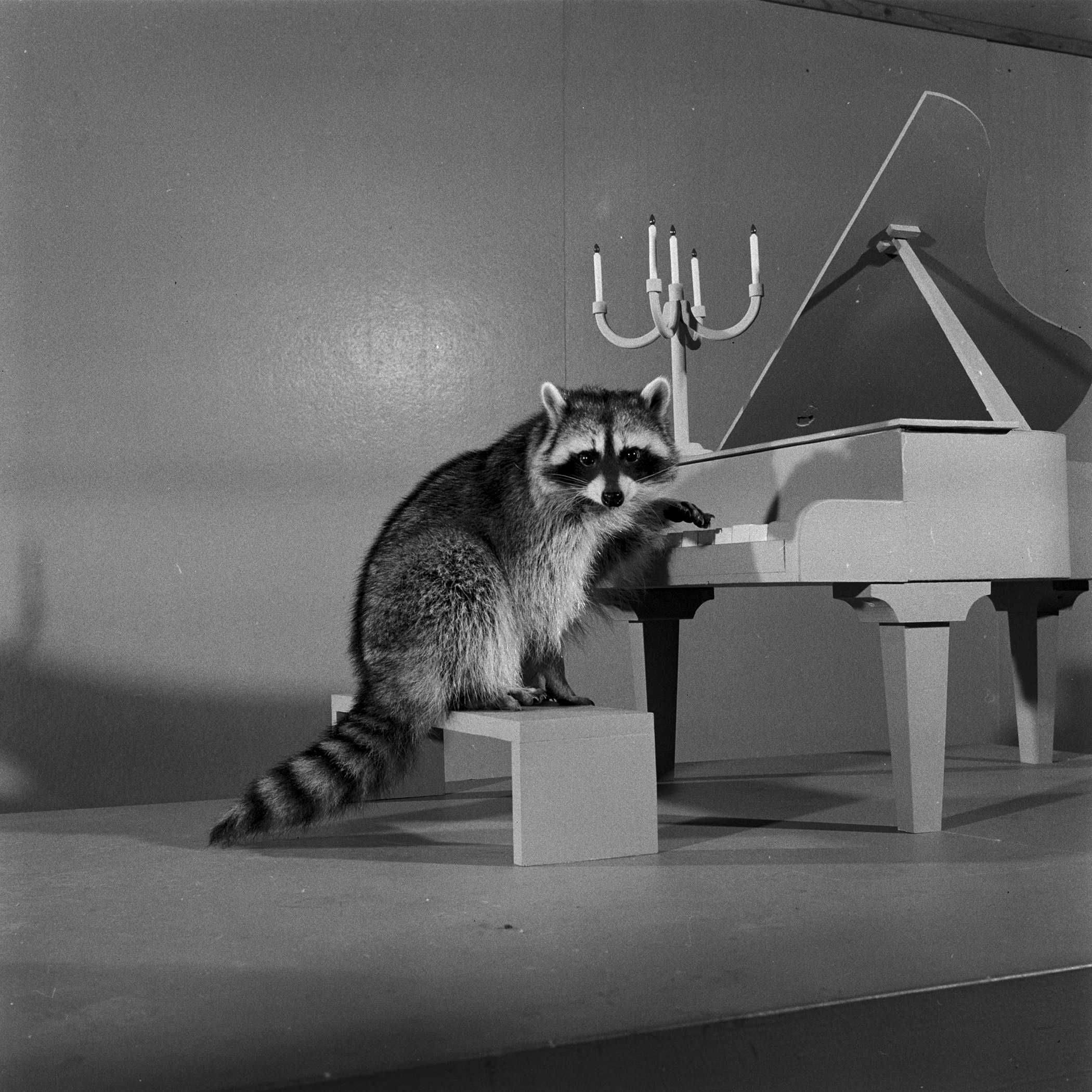 A raccoon trained to play a miniature piano.