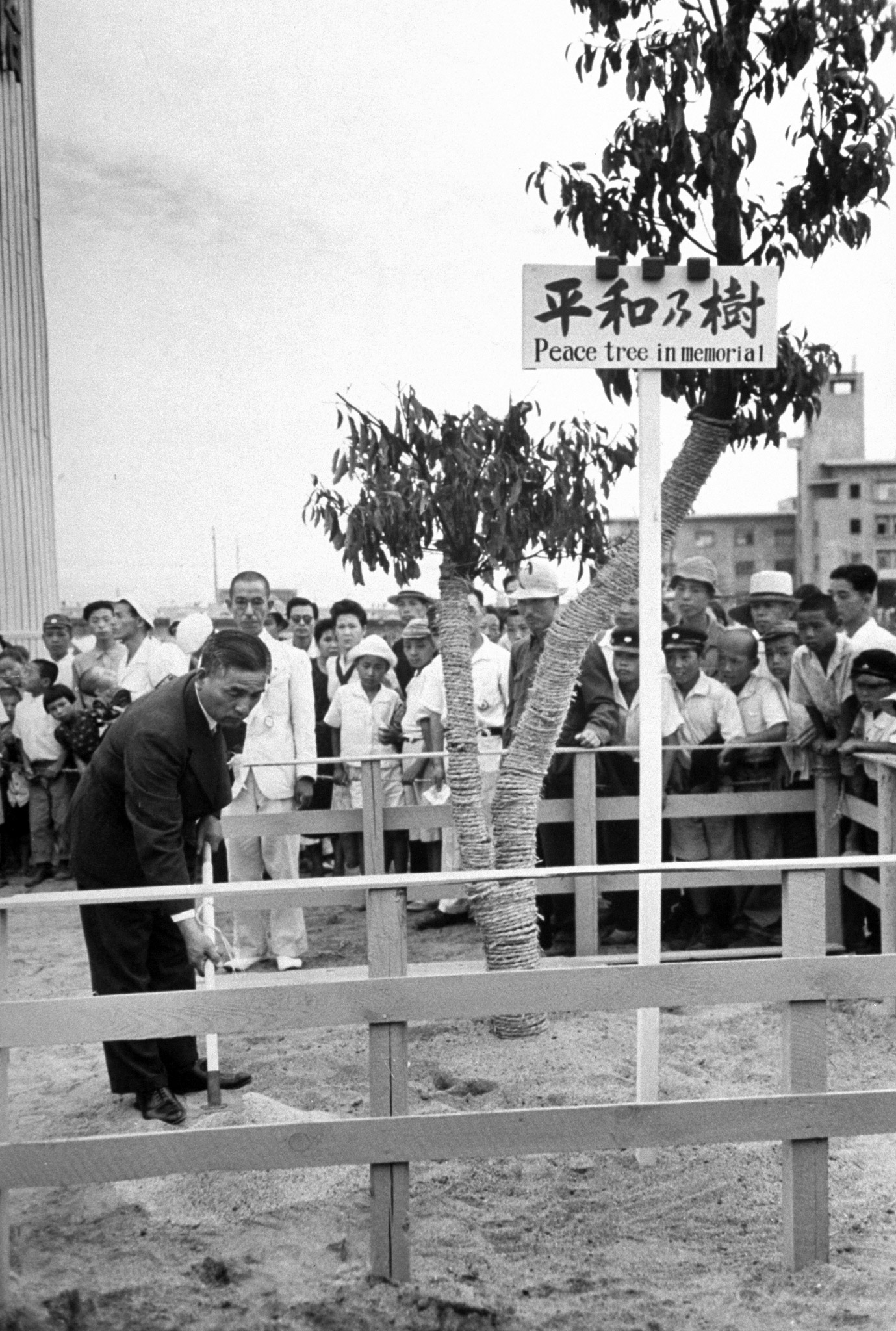 In peace square, the Governor of Hiroshima tamps the earth around a ceremonial camphor tree.