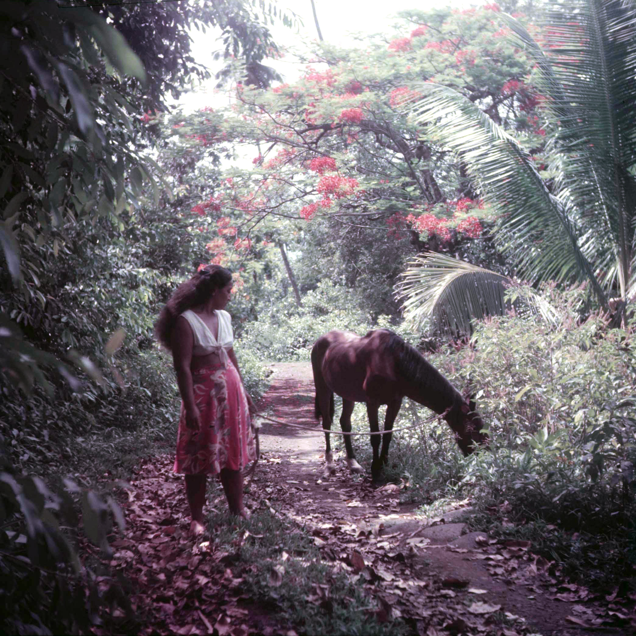 A Tahitian woman walking her horse through the jungle.