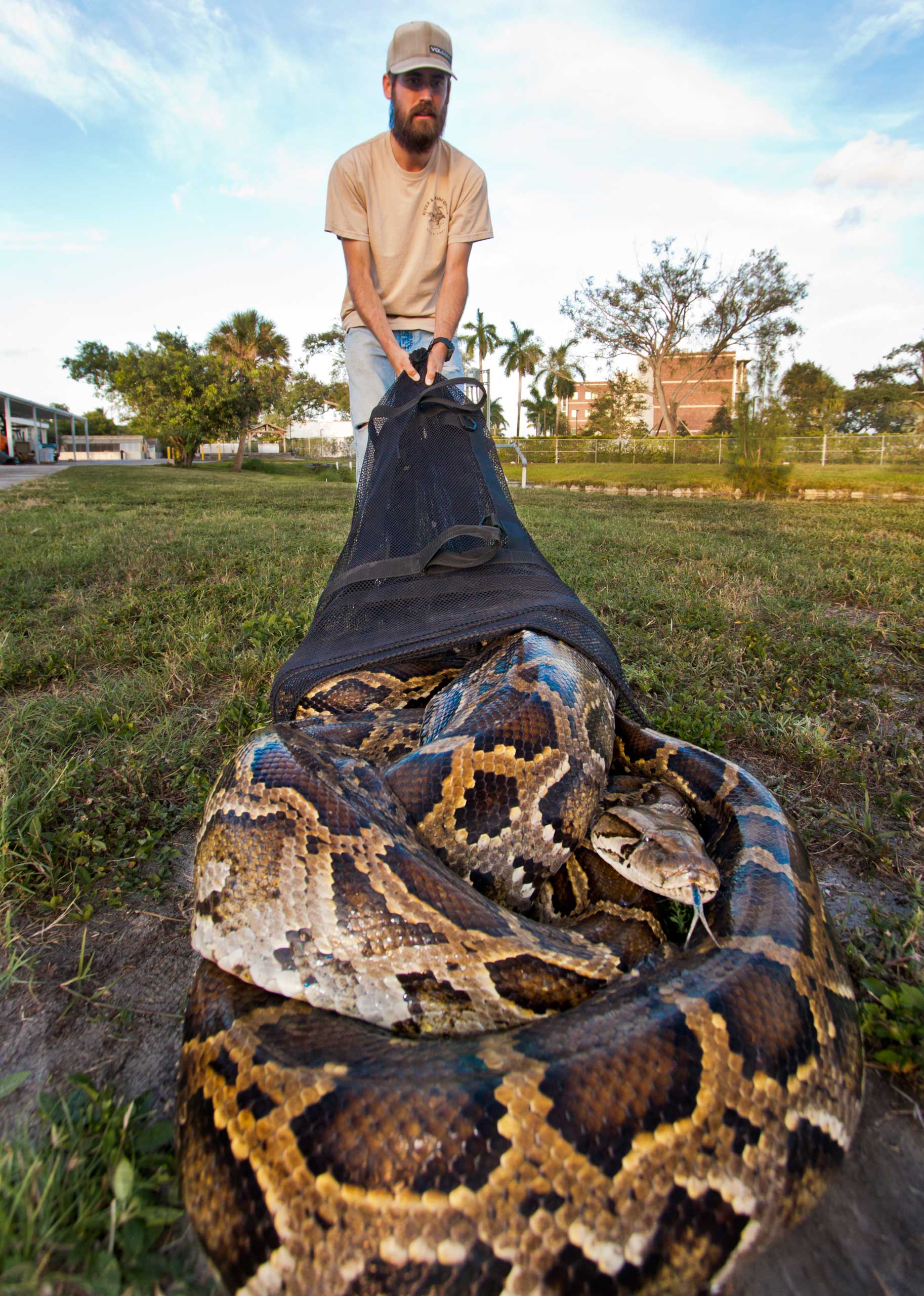 University of Florida wildlife biologist Ed Metzger with the python.
