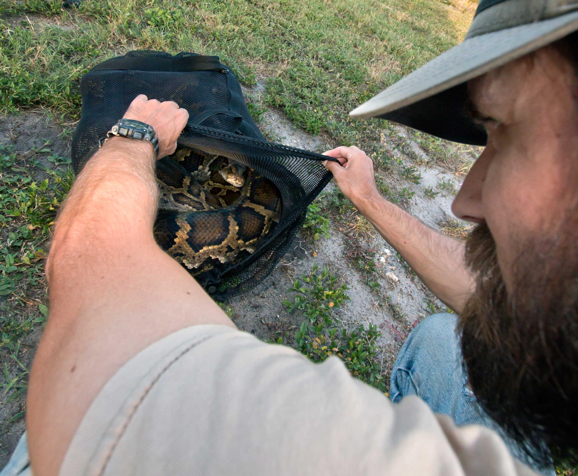 18 foot python captured florida everglades
