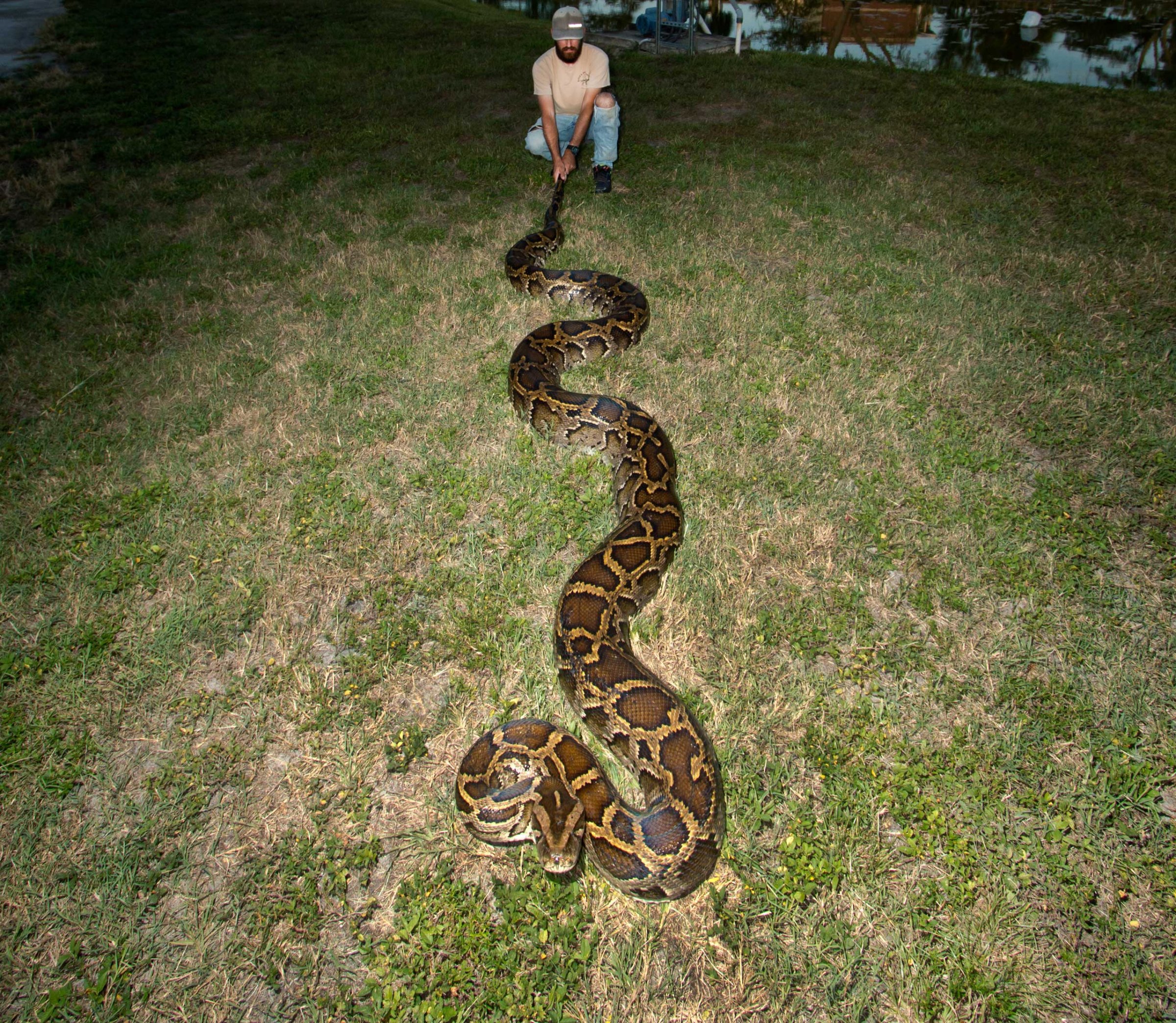 18 foot python captured florida everglades