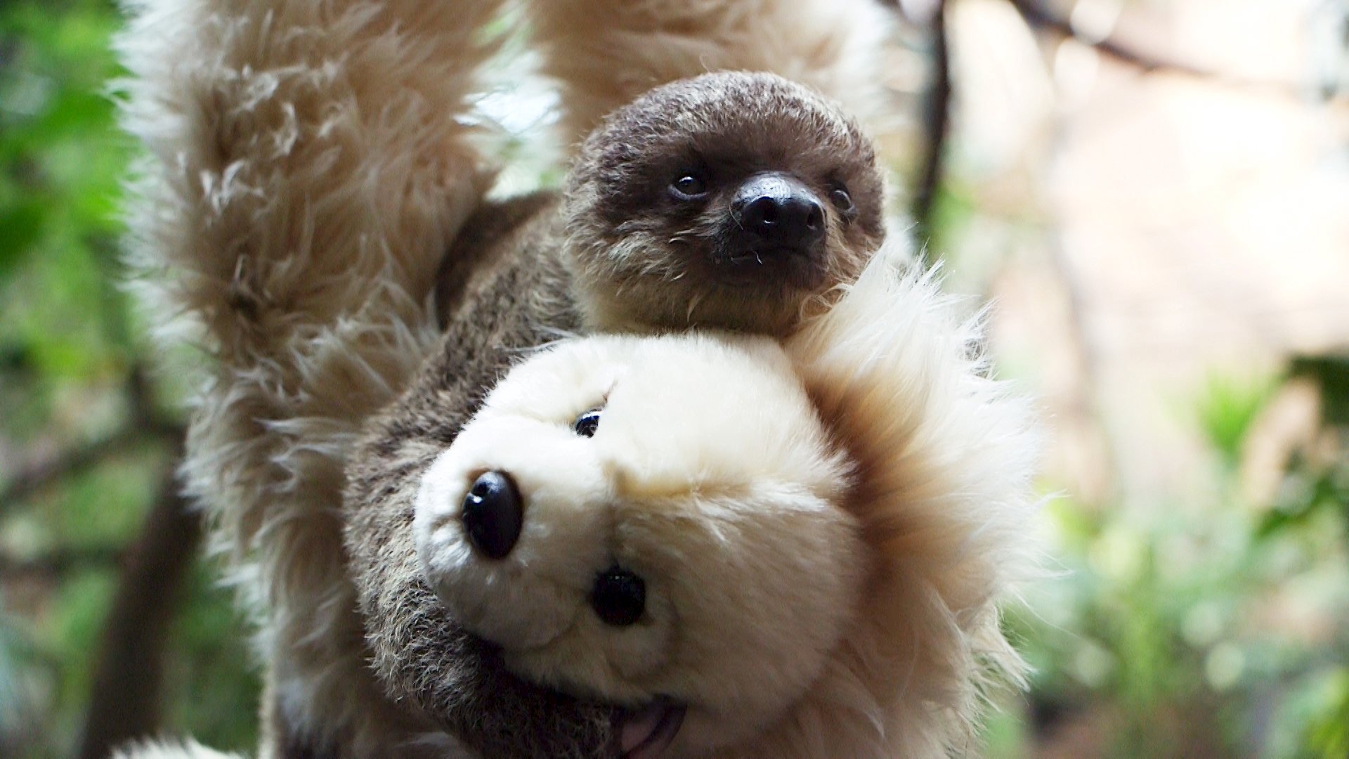 baby sloth teddy