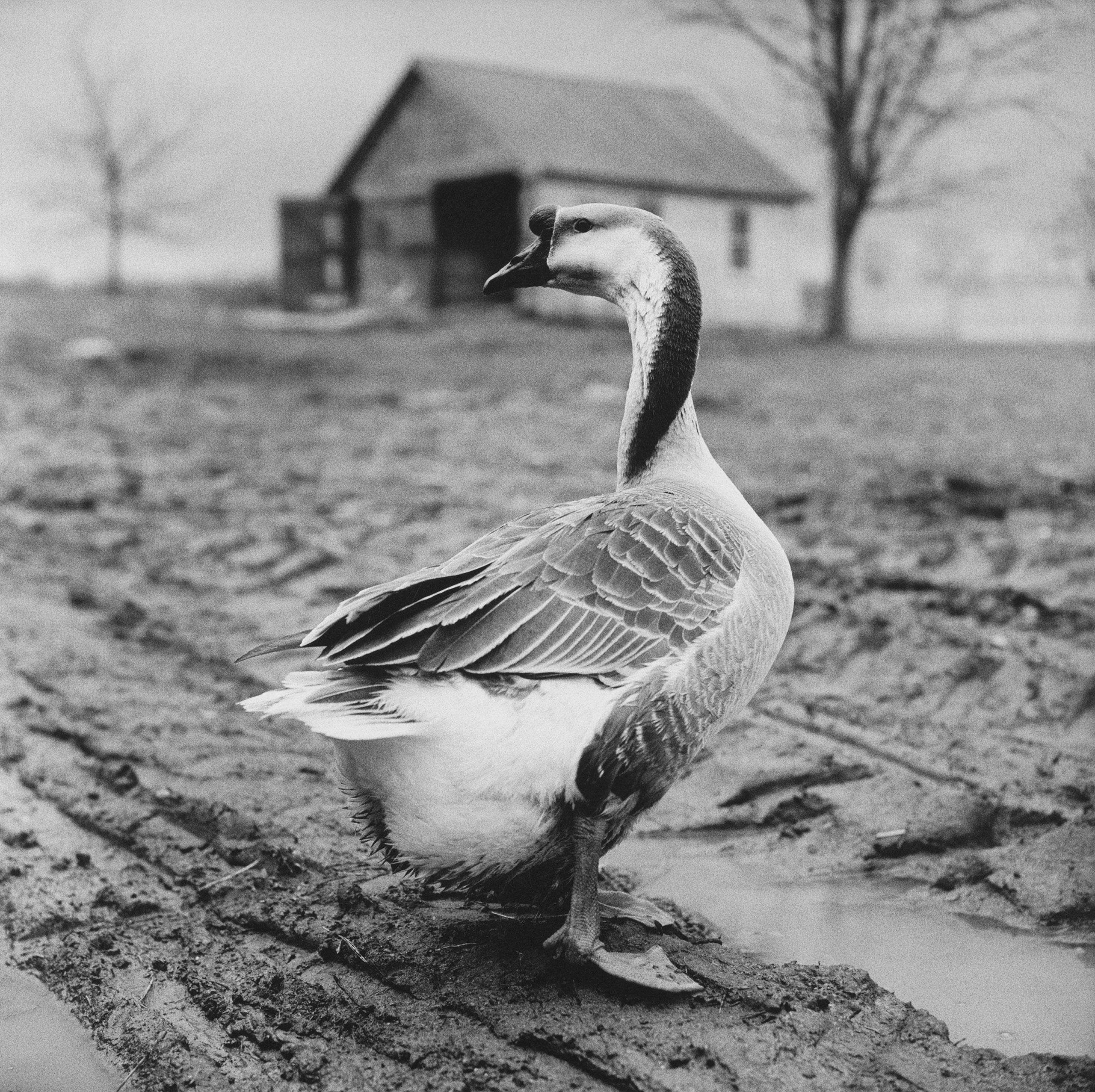 Goose with Bent Neck, 1981
