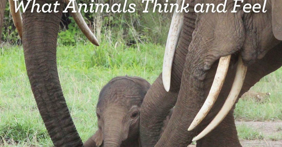 Here's What Would Happen If Animals Could Talk | Time