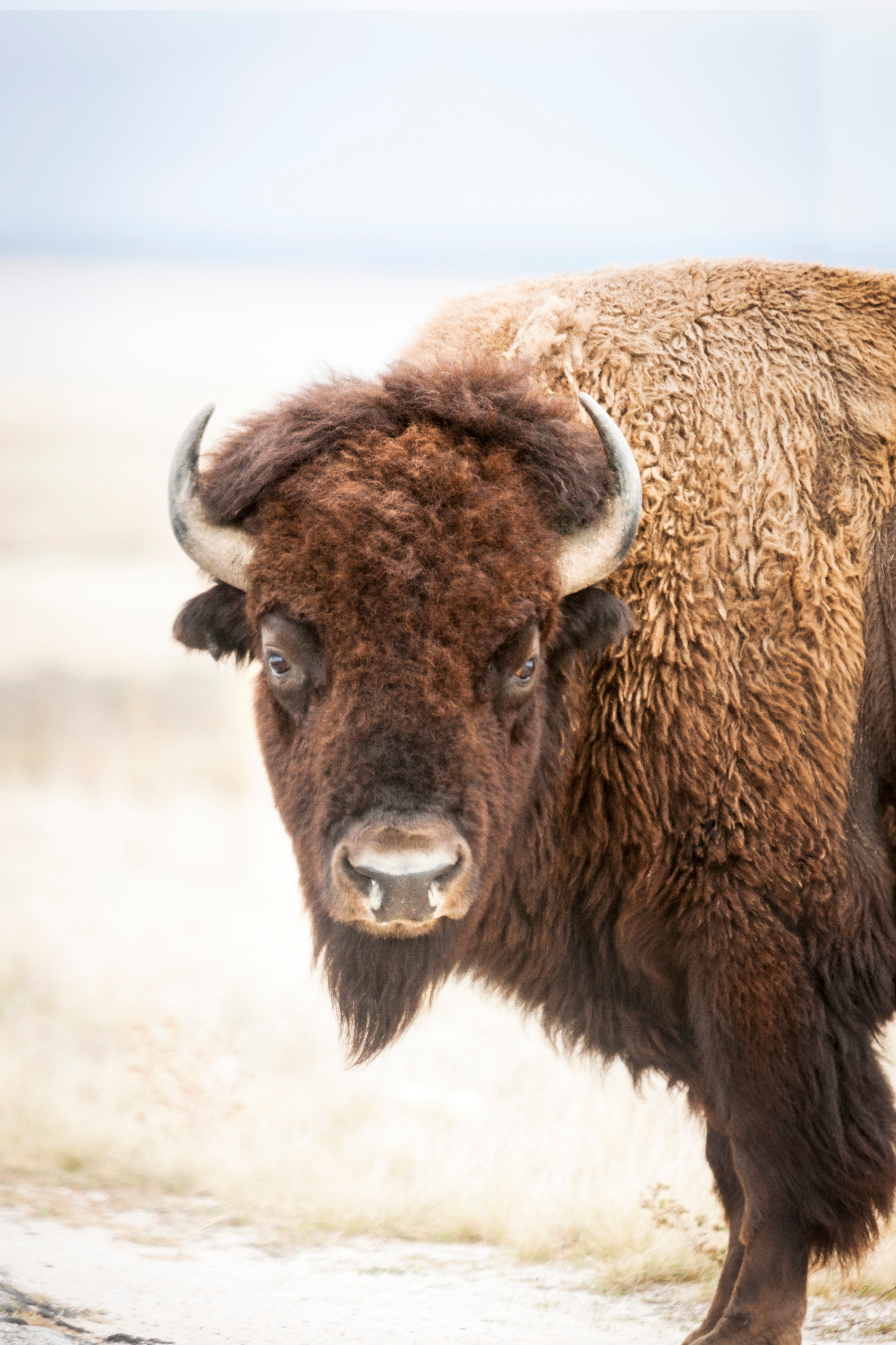 Portrait of a Bison, Antelope Island State Park, Great Salt Lake, Utah, United States of America