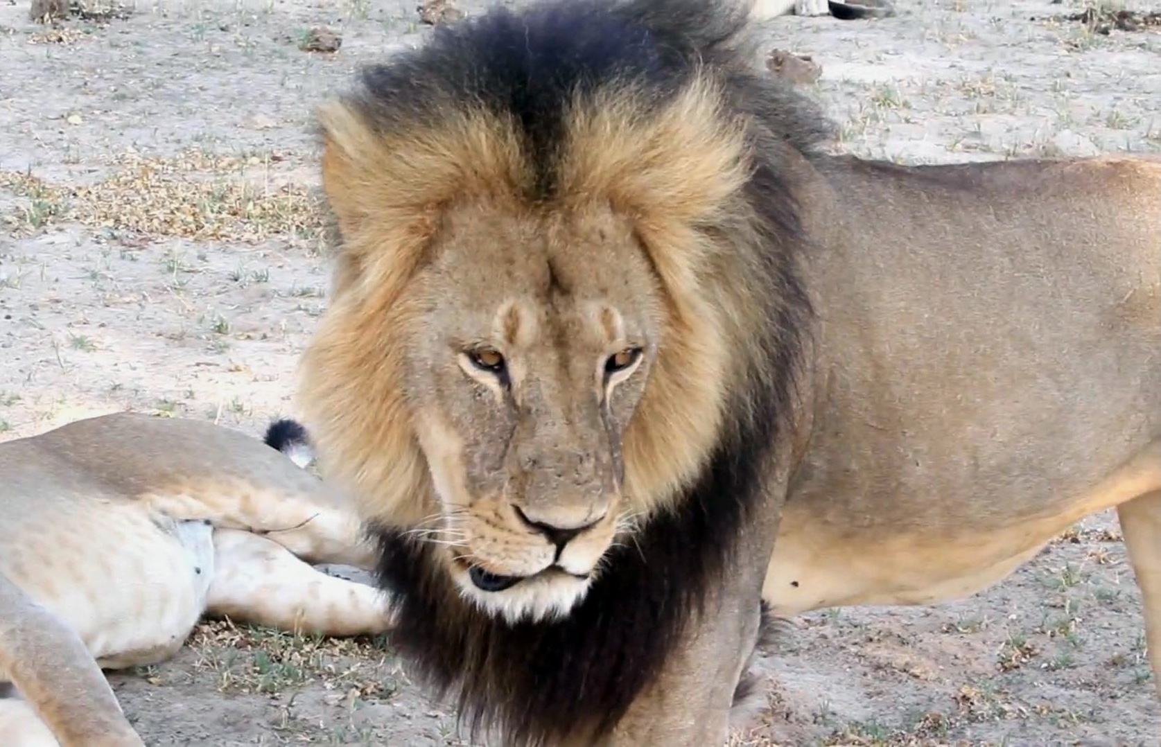 Zimbabwe Lion Killed cecil