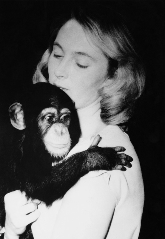 Jane Goodall at the National Zoo in Washington D.C. with the zoo's 11-month-old chimpanzee Lulu, Feb. 29, 1964. (Popperfoto/Getty Images)
