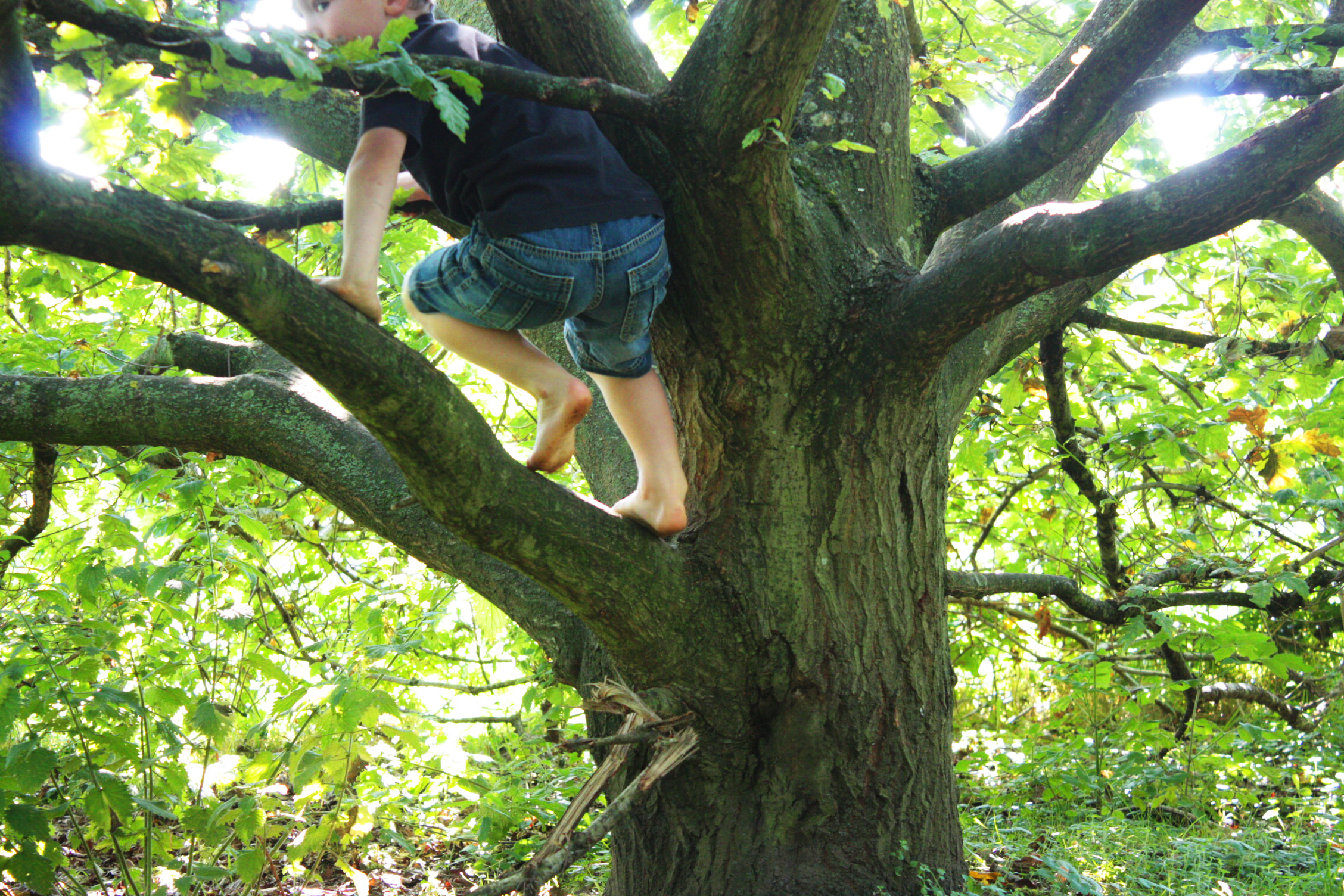 Memory Climbing A Tree Can Do Wonders For Your Memory Time