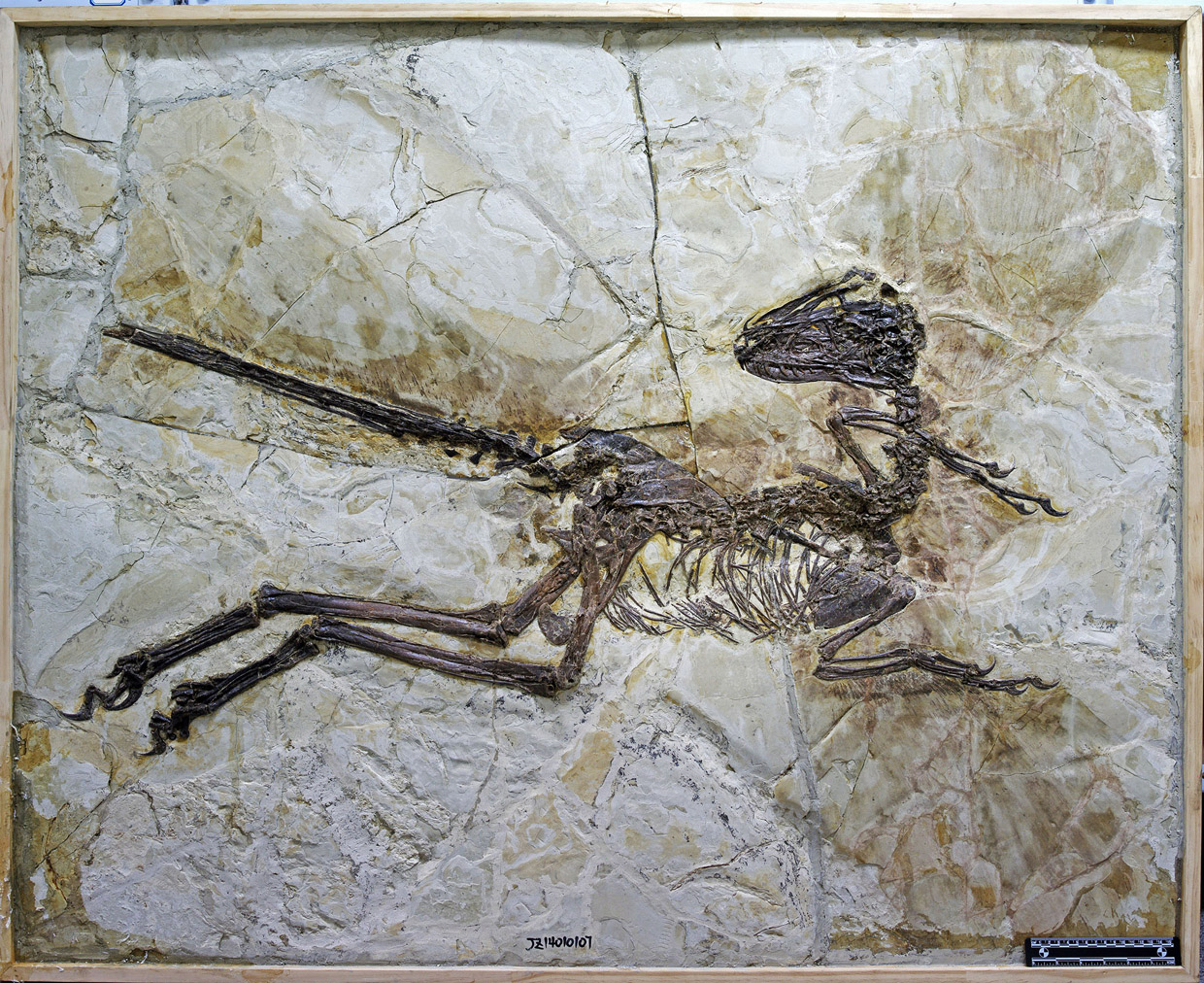 This is an image provided by University of Edinburgh  taken in Jinzhou, China, in 2014 and released on Thursday July 16, 2015 of the fossil of a new species of dinosaur named Zhenyuanlong suni. (Steve Brusatte—University of Edinburgh via AP)