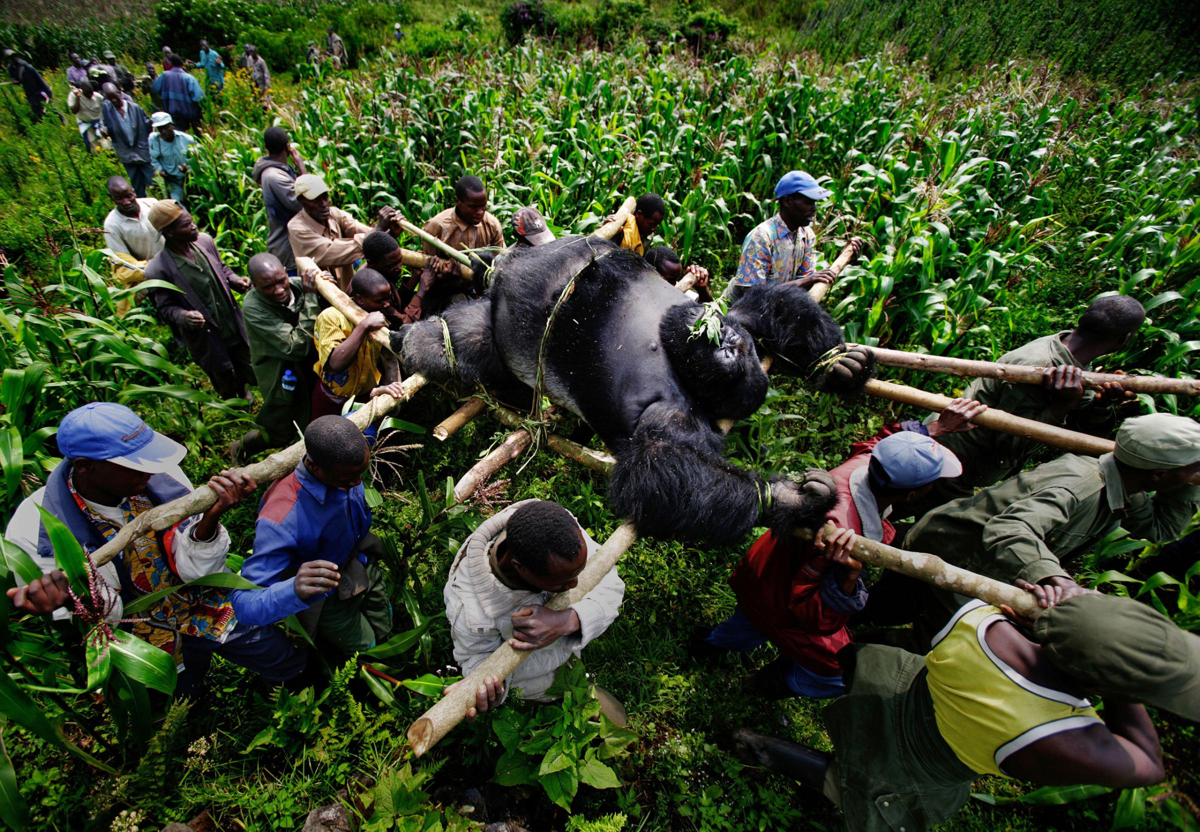BUKIMA, VIRUNGA NATIONAL PARK, EASTERN CONGO, JULY 2007: Conservation Rangers work with locals to evacuate the bodies of four Mountain Gorrillas killed in Virunga National Park, Eastern Congo. A Silver-Back alpha male, the leader of the group was shot 10 times with AK47 bullets. Four  female mountain gorillas were also killed by AK fire, one of them sadistically burned as she lay wounded. Two of the females had babies and another was pregnant. The two babies were not found and it is thought that they would have fled and died of stress and dehydration. The motivation for the killing was later discovered to be a powerful and illegal charcoal lobby in the nearby city of Goma who killed the gorillas to impose their will on conservation rangers seeking to protect the gorilla habitat. This habit has the best hardwood trees for charcoal production, a 40 million dollar per annum industry in this region. The local illegal charcoal industry clashes with conservation efforts in this very poor area and Rangers have been threatened, tortured and killed as a result of this clash of political and economic wills. Over 150 Rangers have been killed in their efforts to protect the Gorillas of Virunga, one of the world's most endangered species with just over 800 mountain gorillas remaining in the world. The DRC has the highest toll of human casualties of any country since the second world war, a figure in the region of 5.4 million dead as a result of war and resultant displacement, disease, starvation and ongoing militia violence.