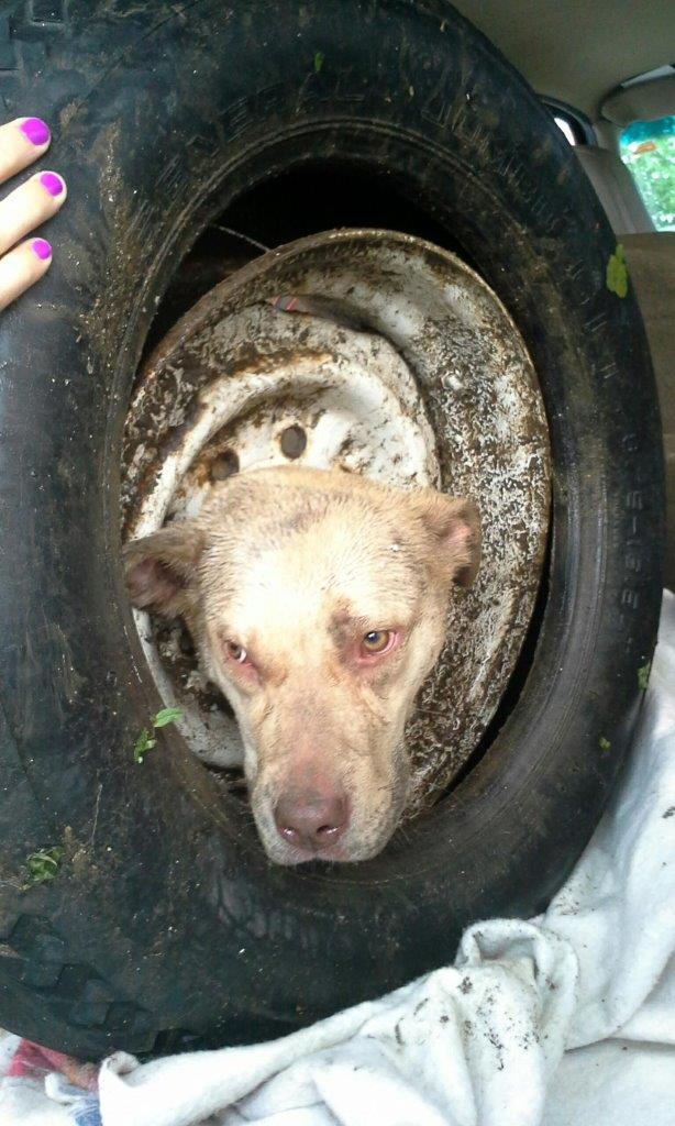 Dog Stuck In Tire