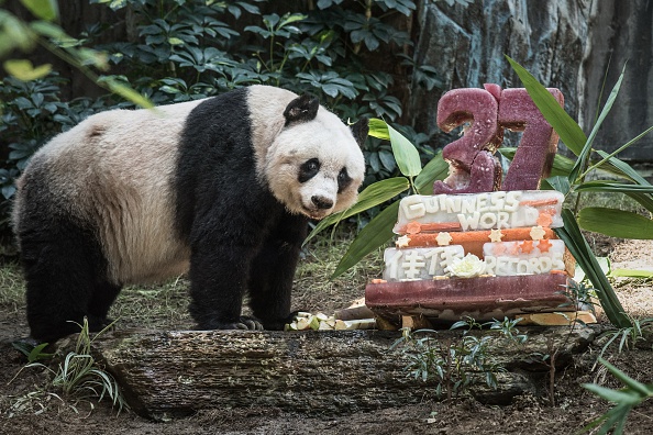 Giant panda Jia Jia stands next to her cake made of ice and fruit juice to mark her 37th birthday at an amusement park in Hong Kong on July 28, 2015.  It may not be considered a landmark birthday for humans but turning 37 made Jia Jia the oldest ever giant panda in captivity ageing the equivalent of more than 100-years-old in human terms. (Philippe Lopez/AFP—Getty Images)