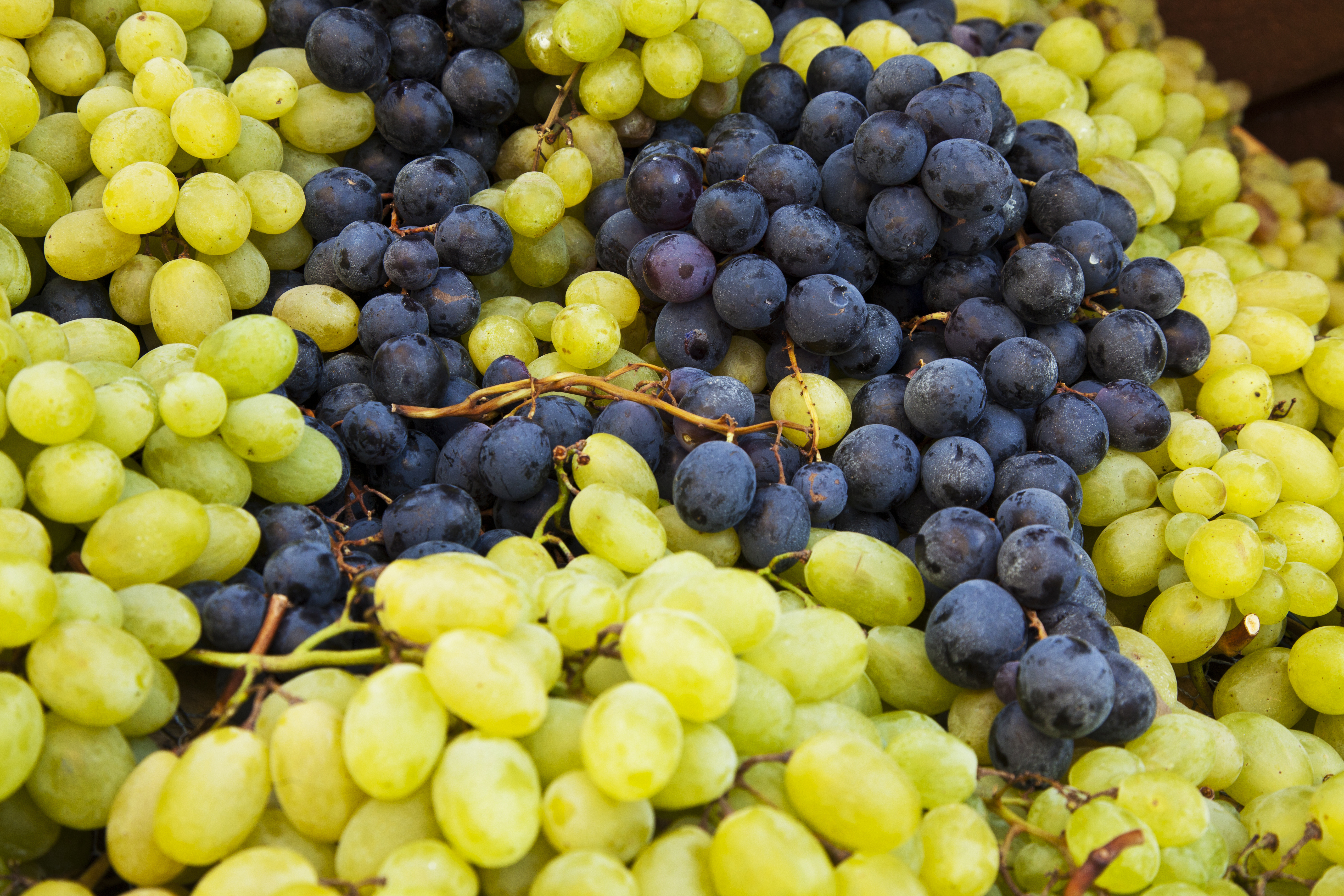“Grapes need a long hot day to develop their flavors, and they concentrate all their sugars in August,” says Whole Foods associate produce coordinator Chris Romano. “We will see all sorts of varieties from champagne to cotton candy grapes.