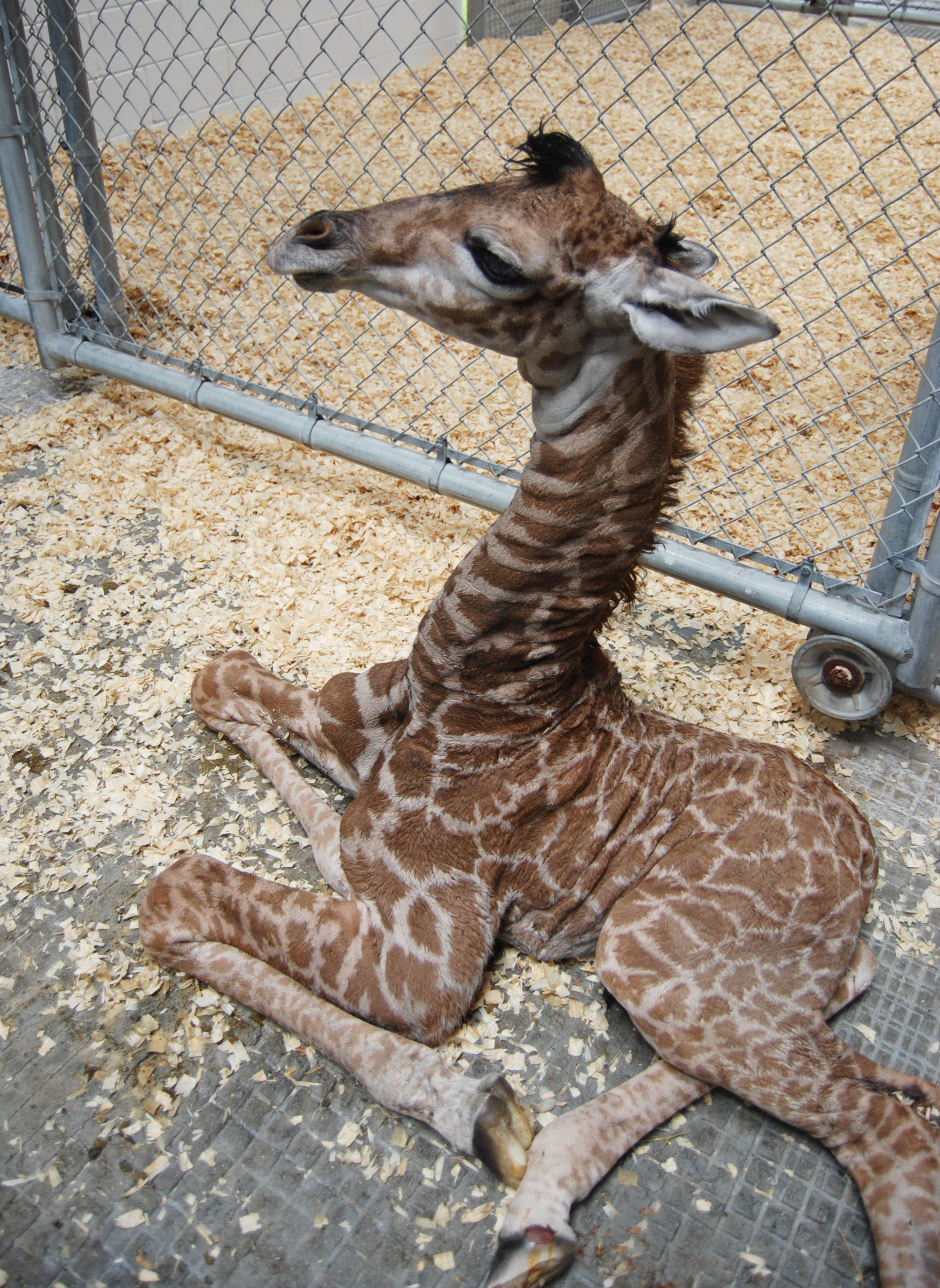 just born giraffe