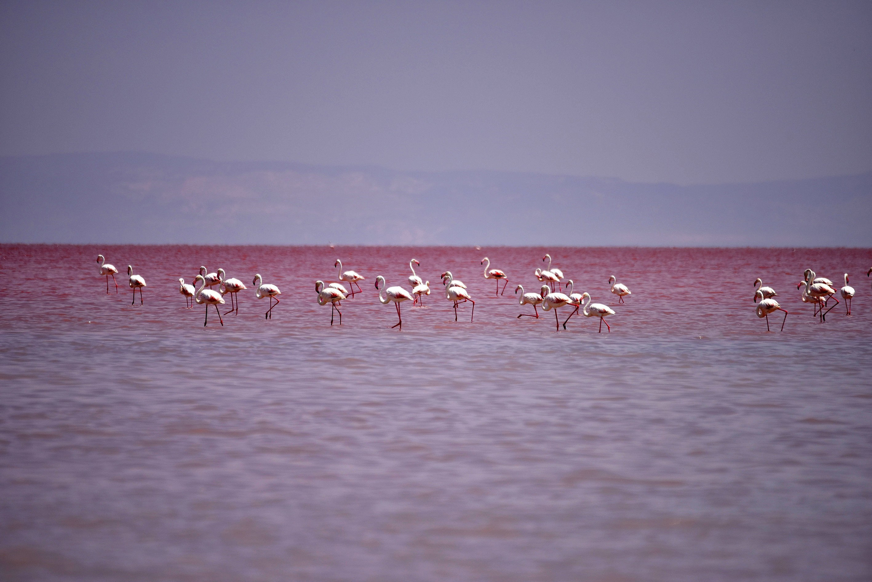 Flamingos are seen at the  Salt Lake  in Aksaray, Turkey on July 16, 2015.