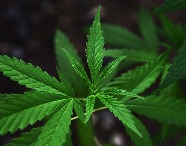 Marijuana plants grow on the grounds of the Bob Marley Museum in Kingston, Jamaica, June 9, 2015.