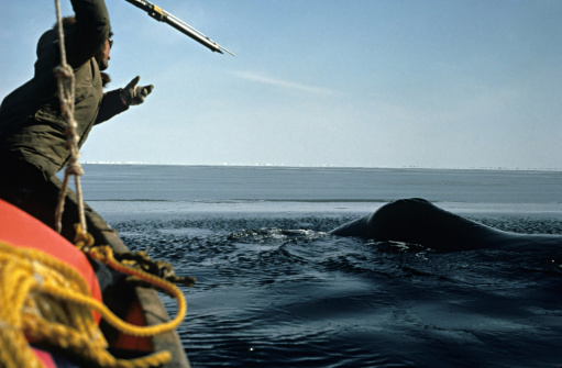 An Eskimo harpoons a whale in the Bering Sea off Alaskan shores. (Chlaus Lotscher / Getty Images)