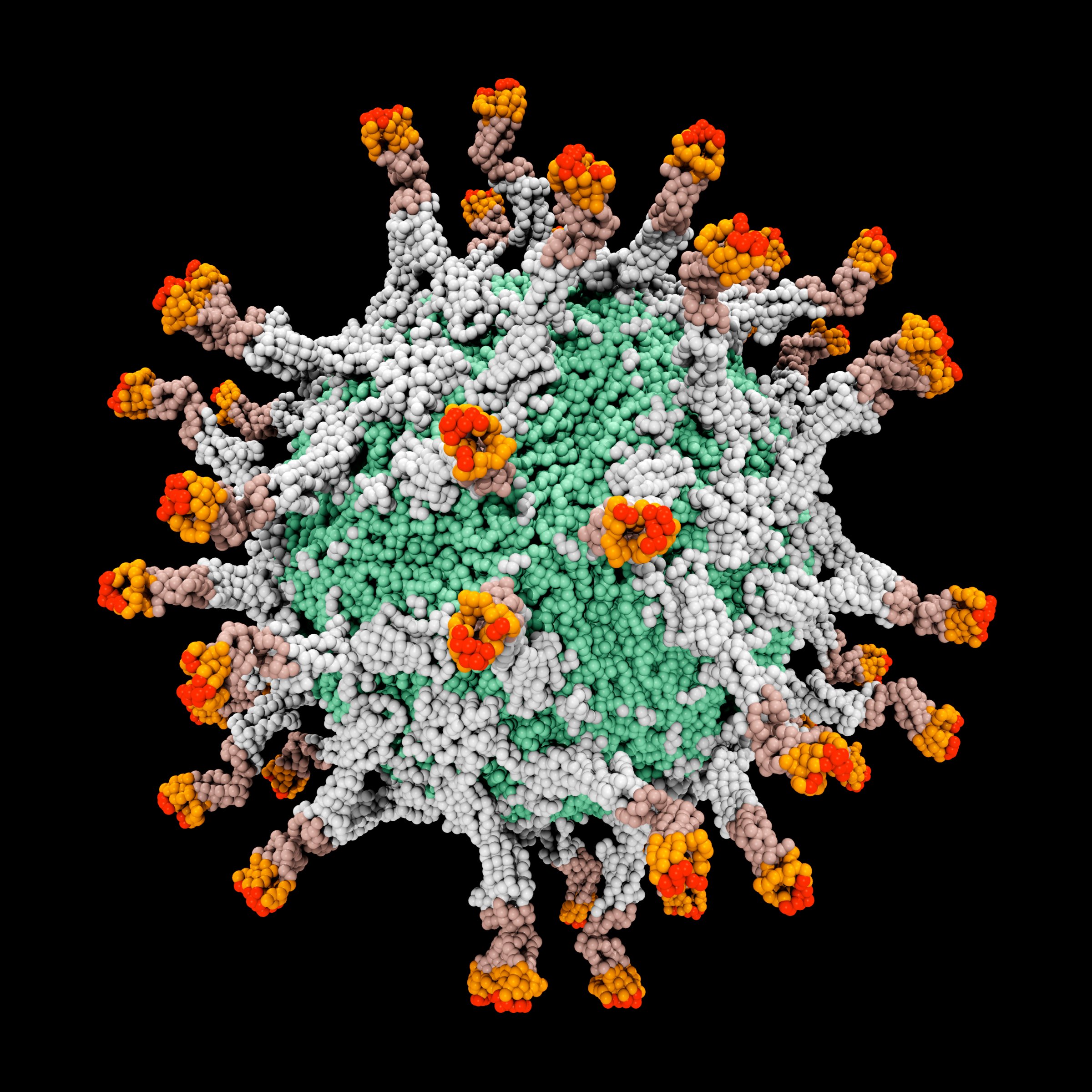 Goodbye to all that: Computer-generated model of a poliovirus