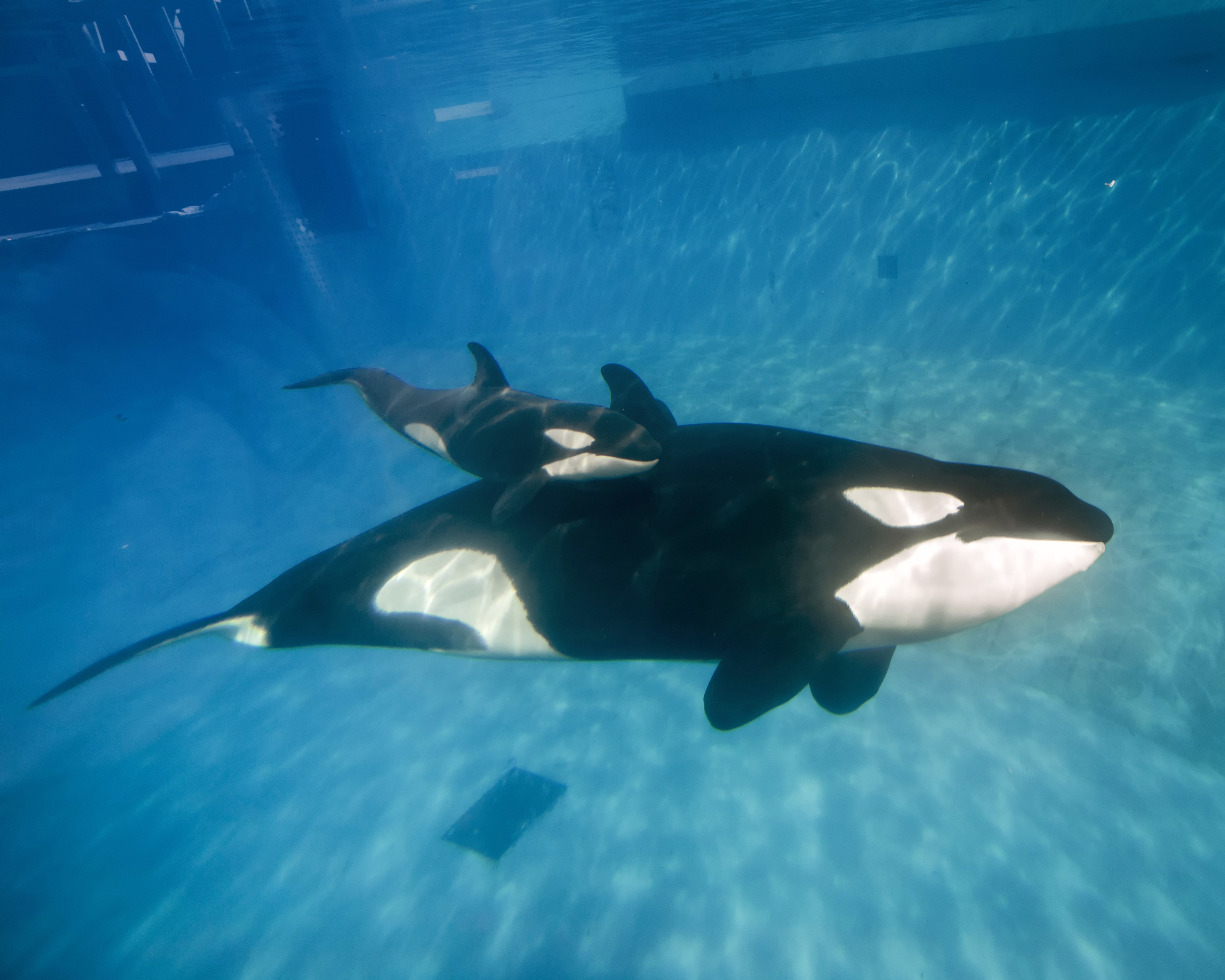 In this handout photo provided by SeaWorld San Diego, mom and baby killer whale swim together at SeaWorld San Diego's Shamu Stadium December 4, 2014 in San Diego, California. (Mike Aguilera&mdash;SeaWorldGetty Images)