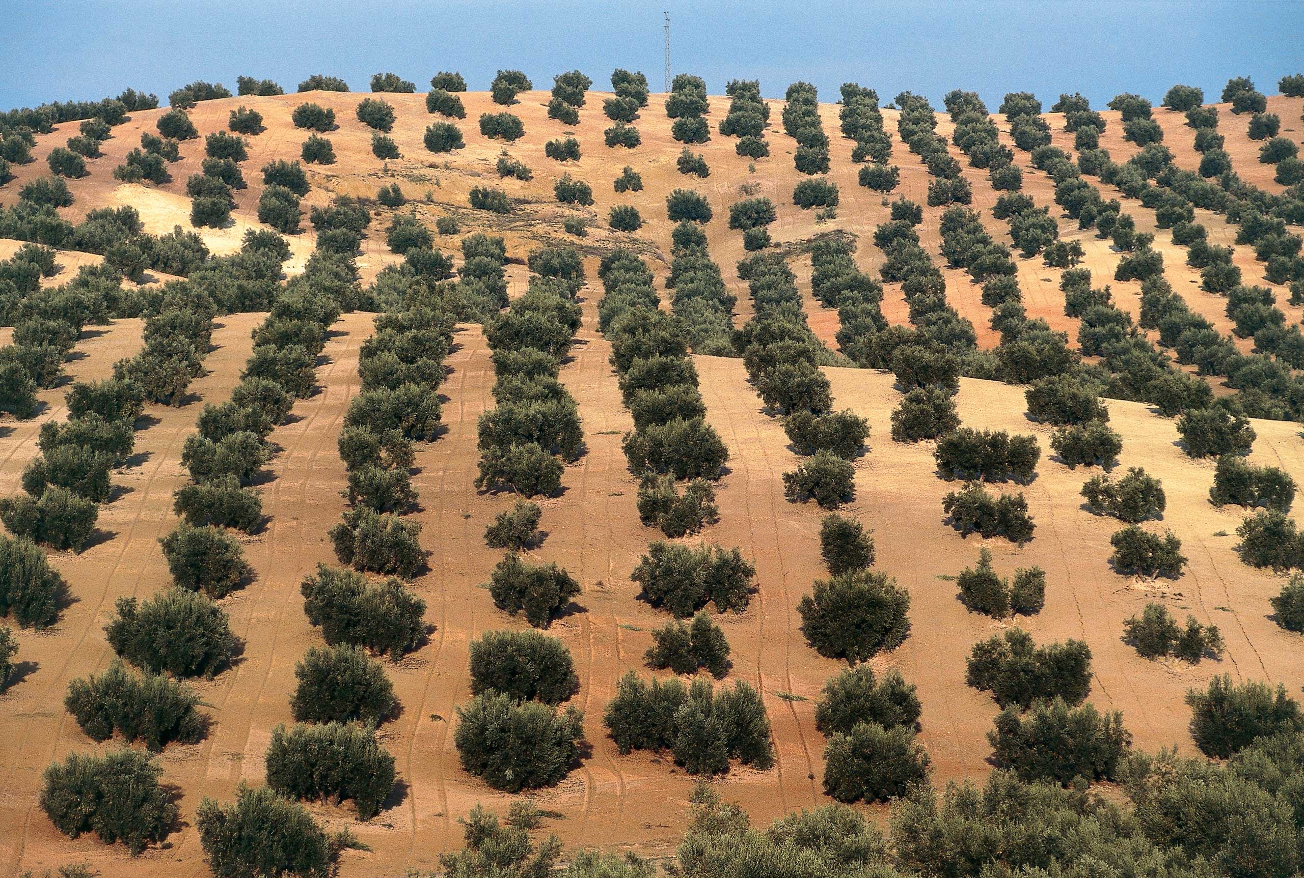 Spain olive oil