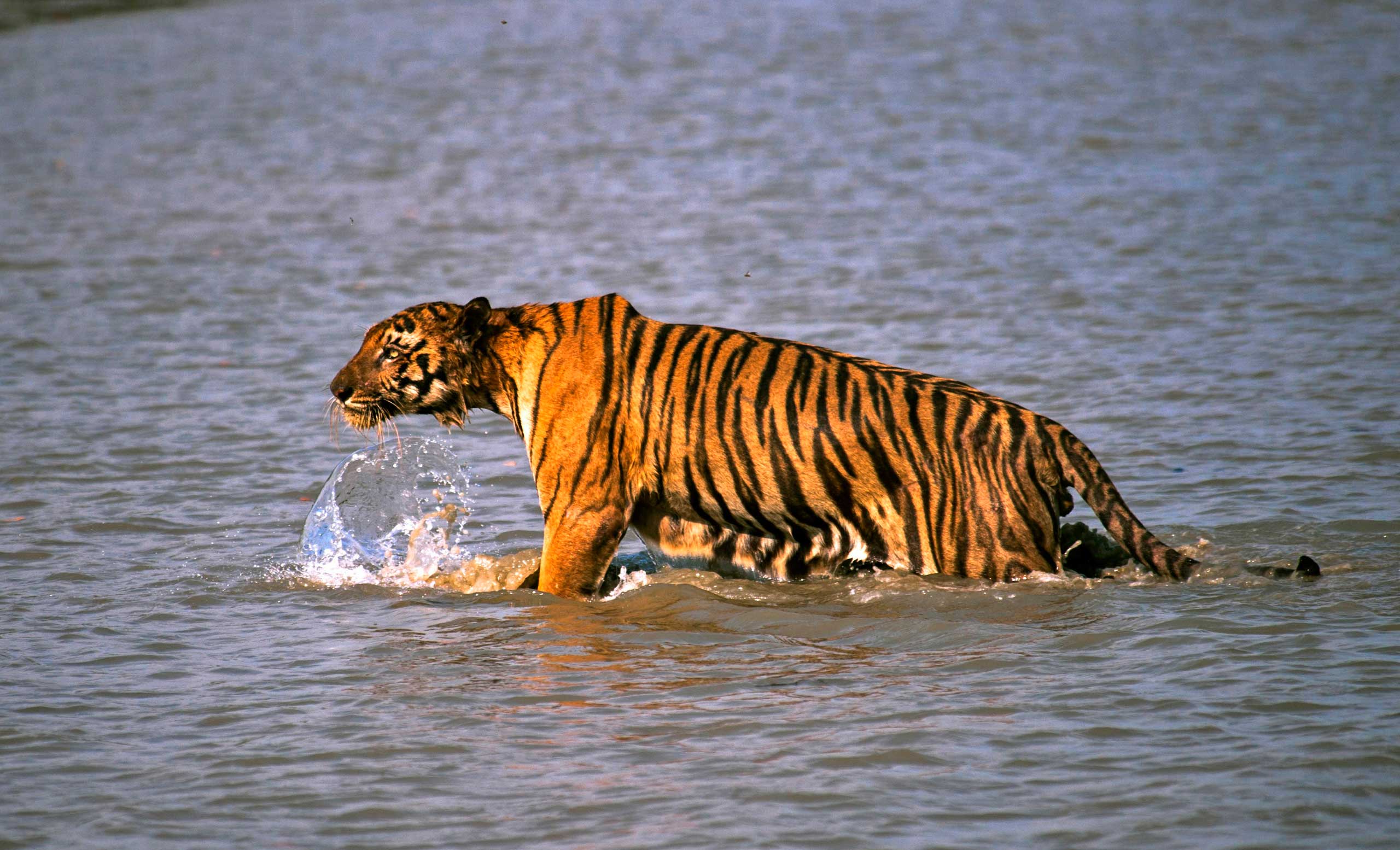 ARoyal Bengal tiger prowls in Sunderbans, at the Sunderban delta, about 130 kilometers (81 miles) south of Calcutta, India on April 26, 2014. (Joydip Kundu—AP)