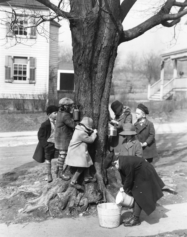 Children Tapping Maple Trees