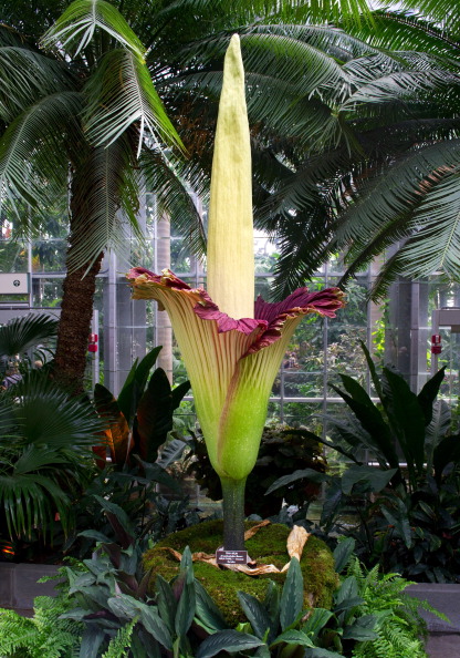 The Titan Arum plant (Amorphophallus titanum), also known as the corpse flower or stinky plant, is seen in full bloom at the United States Botanic Garden Conservatory in Washington on July 22, 2013.