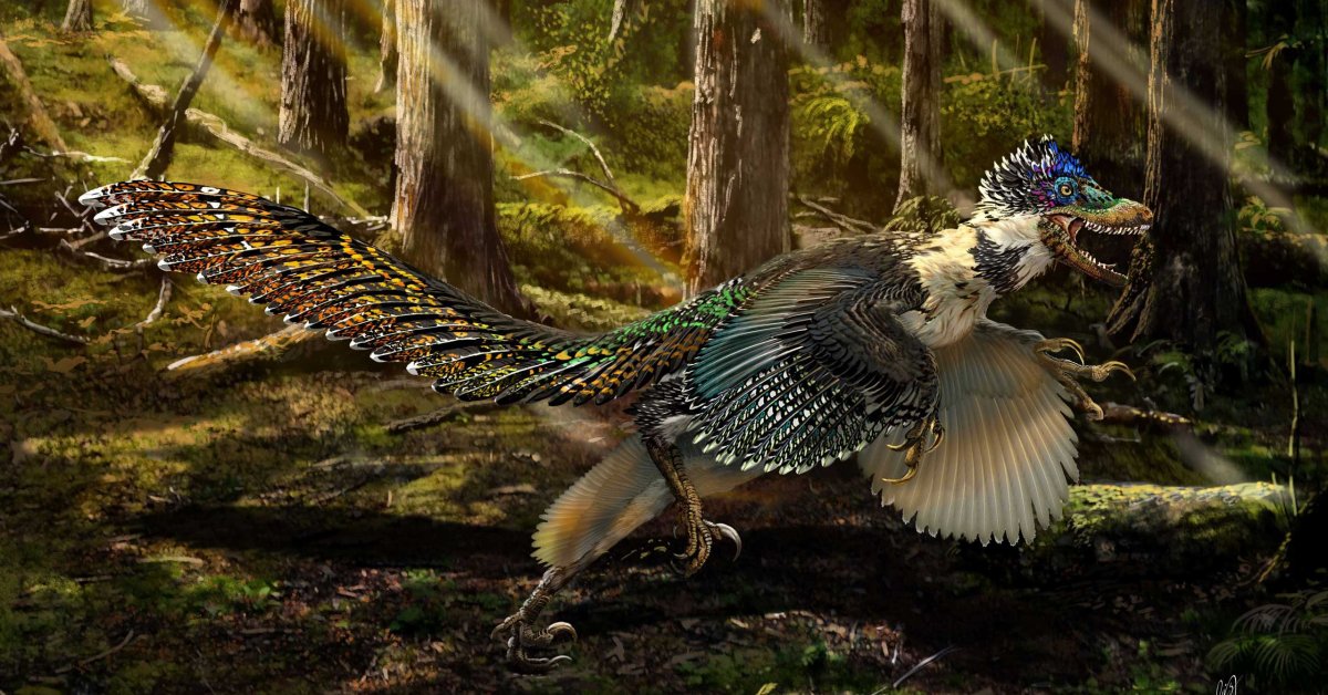 Птицы древних времен. Археоптерикс динозавр. Археоптерикс + Велоцираптор. Микрораптор мир Юрского периода. Пернатые динозавры Велоцираптор.