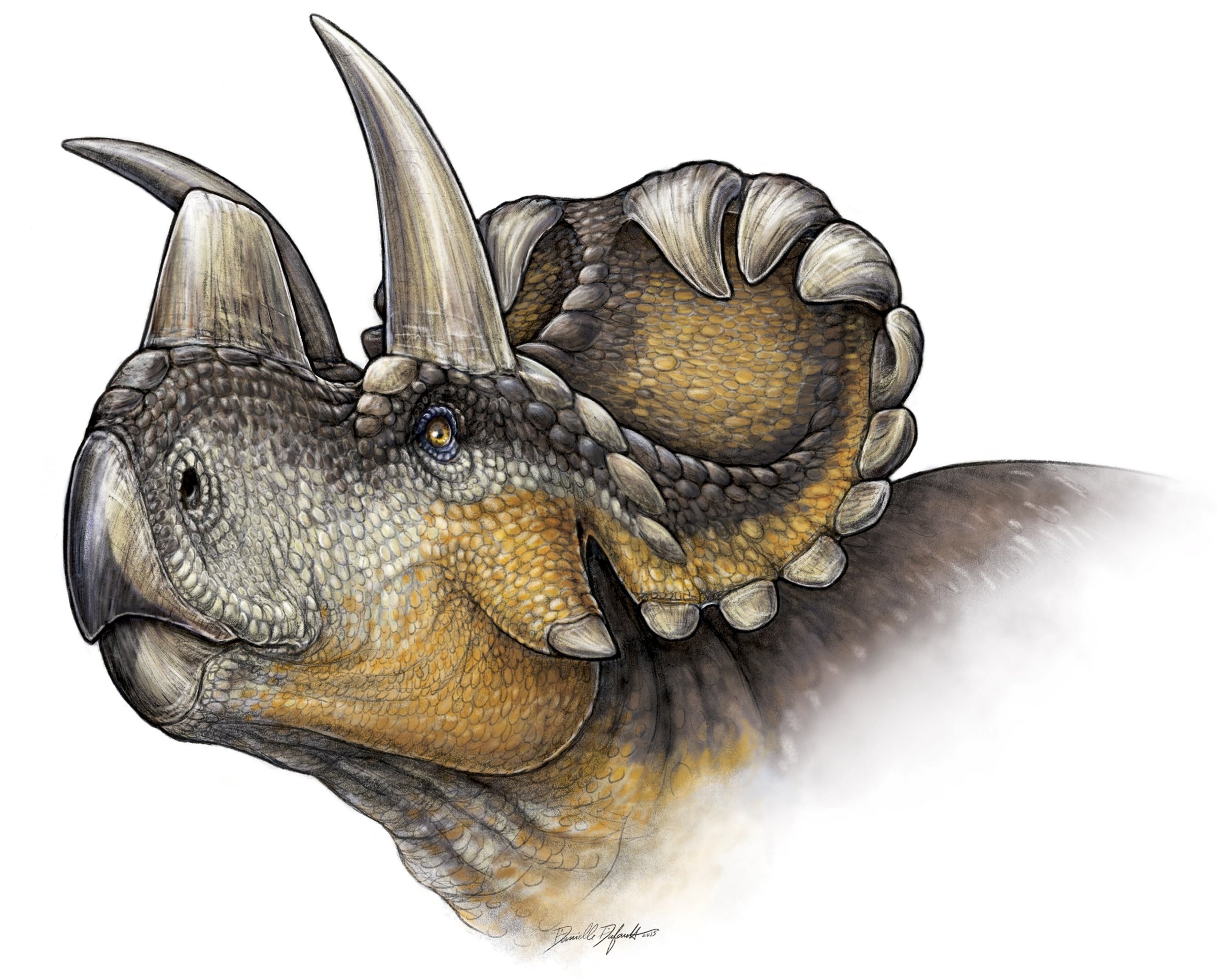 The Wendiceratops pinhornenis dinosaur is seen in a life reconstruction illustration.