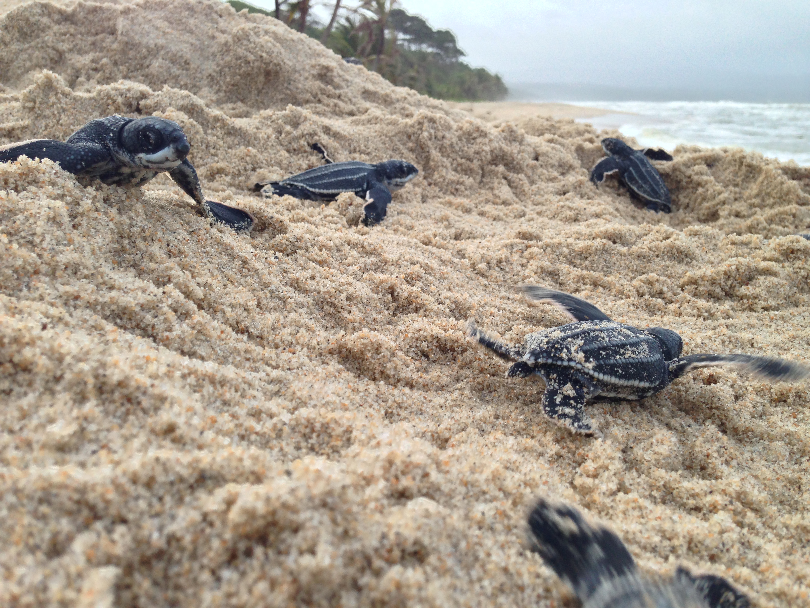 baby-leatherback-turtles