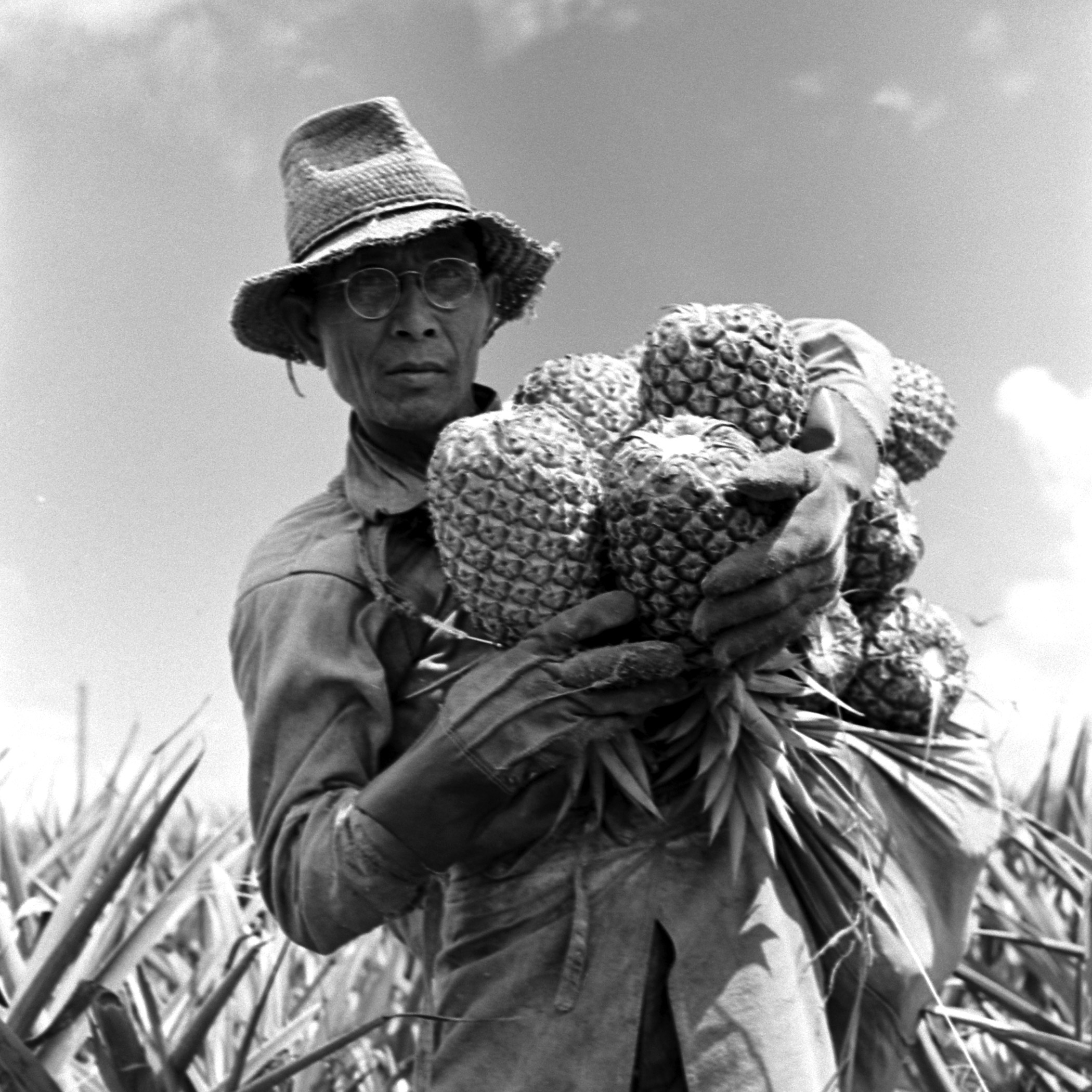 A worker on the Dole plantation in Hawaii.