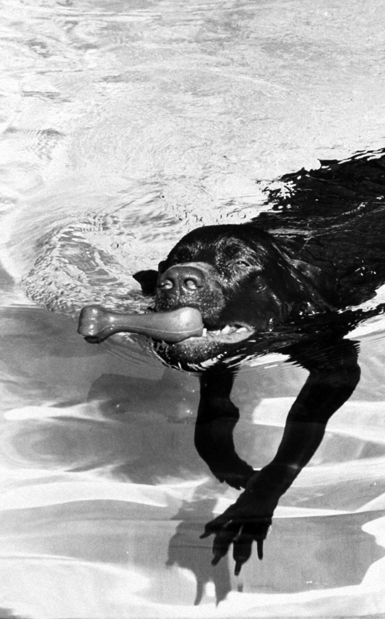 German pointer Bellybutton diving for a rubber bone in swimming pool.