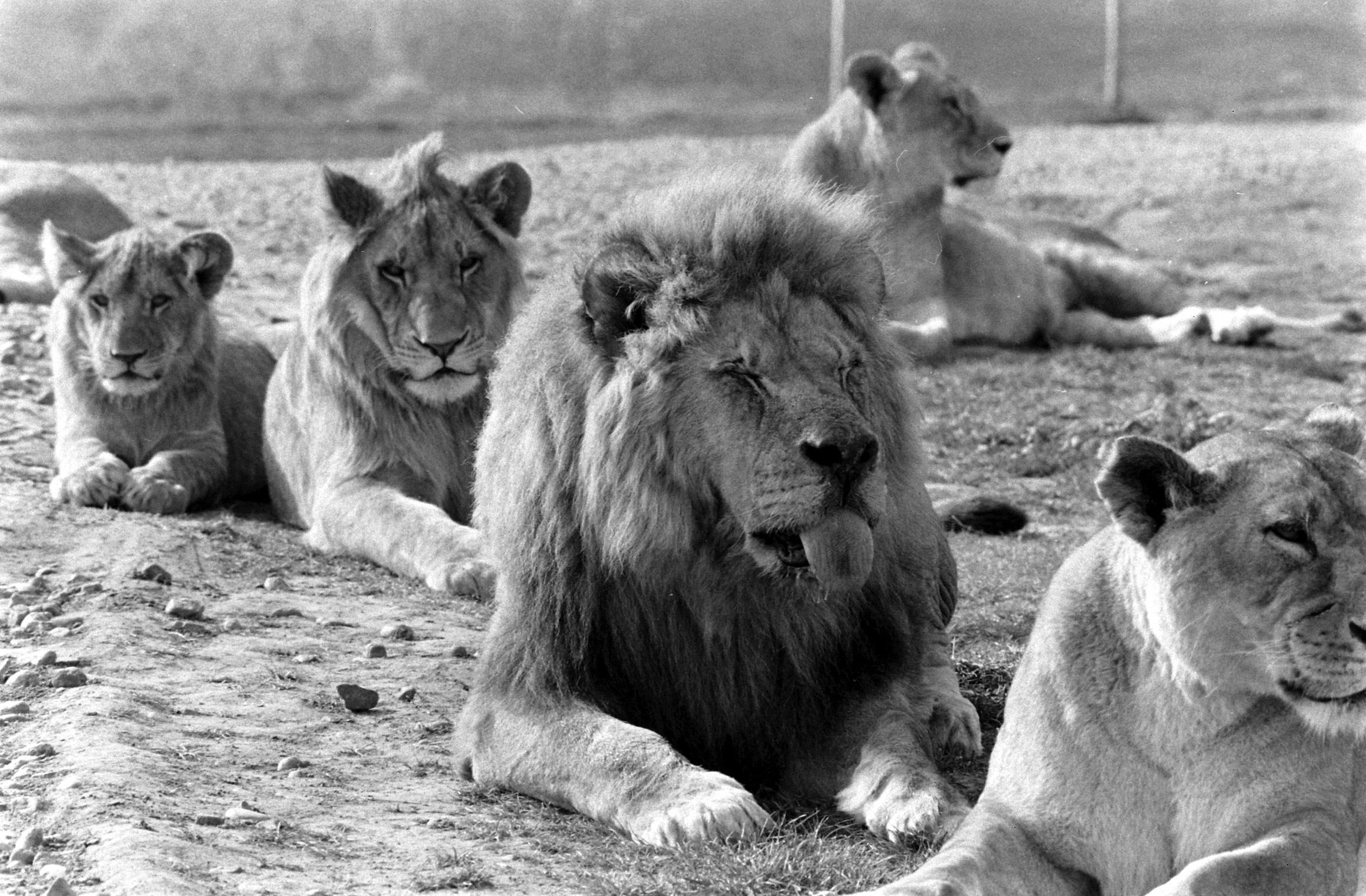 Frasier the lion 1972